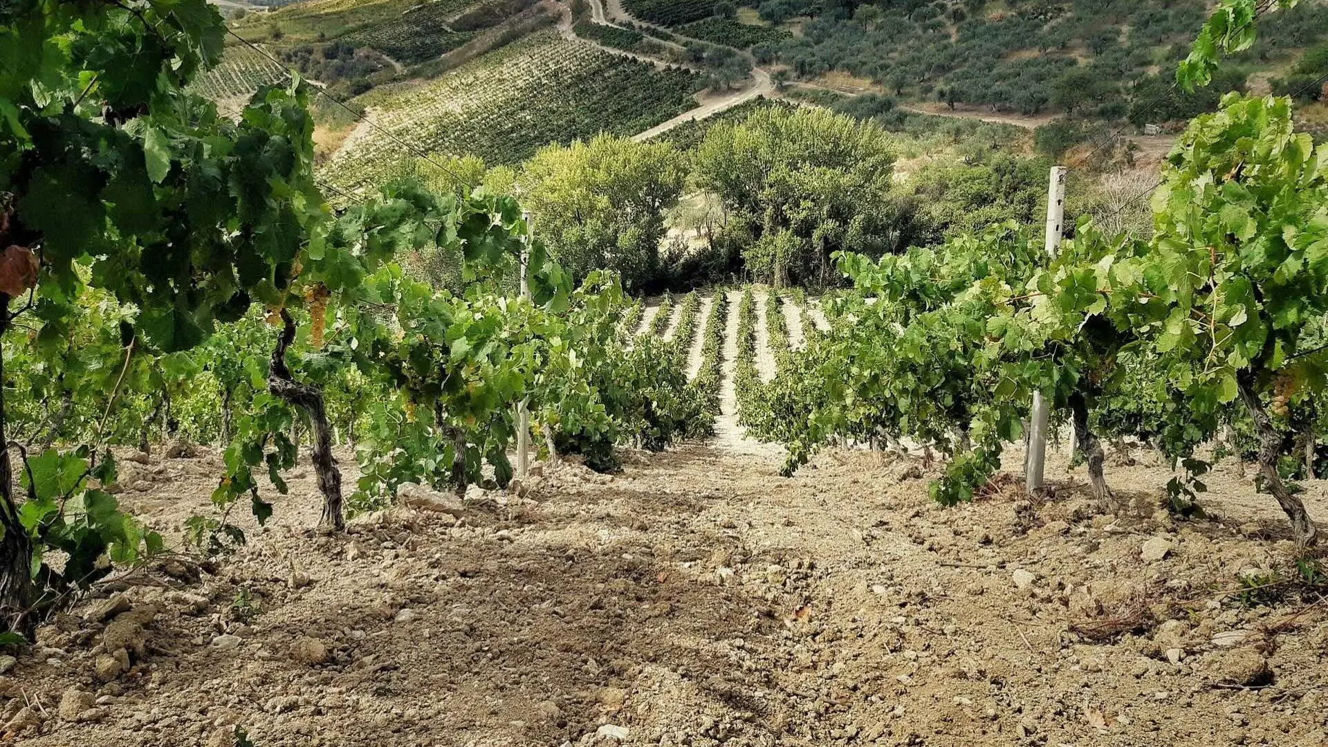 Quattrocieli vineyards Quattrocieli vineyards