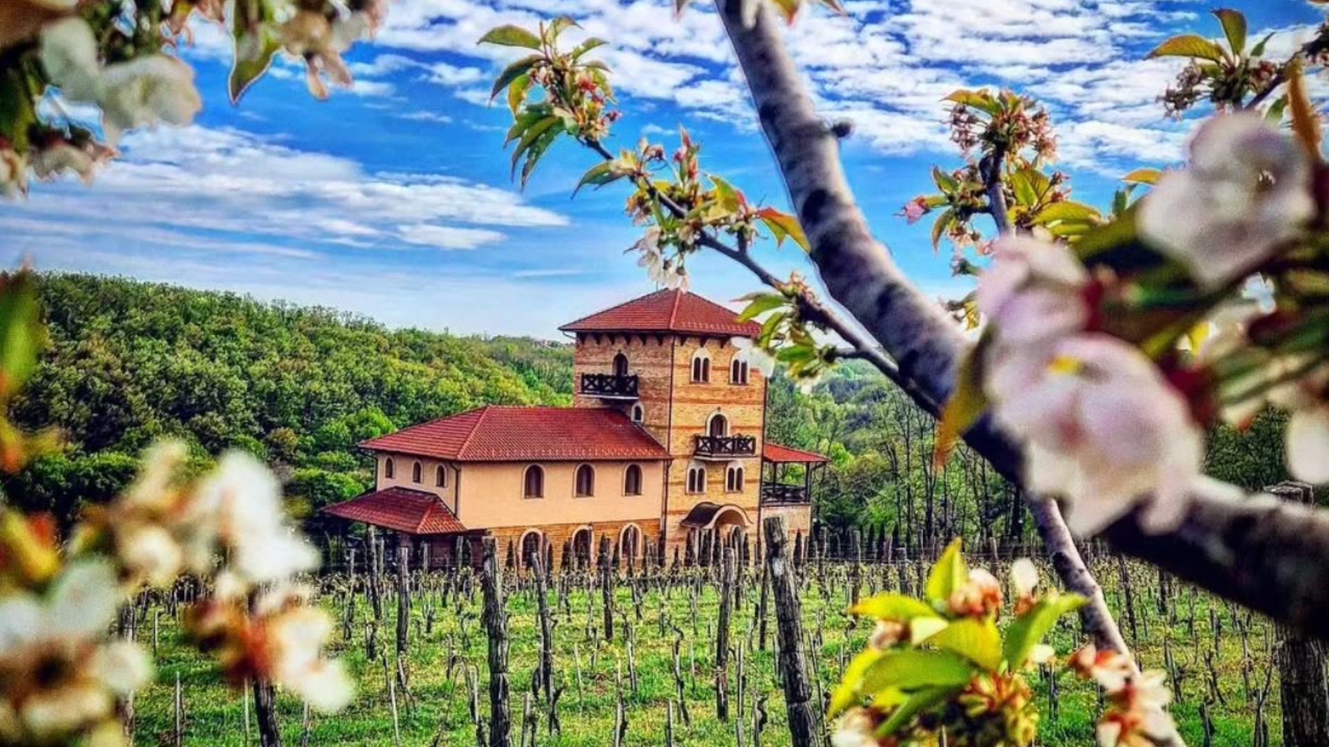 The image shows an old house, seen through the flowering branches of grapevine. The rest of the vineyards is in front of the house, while the background shows a forest and an overcast skyline.