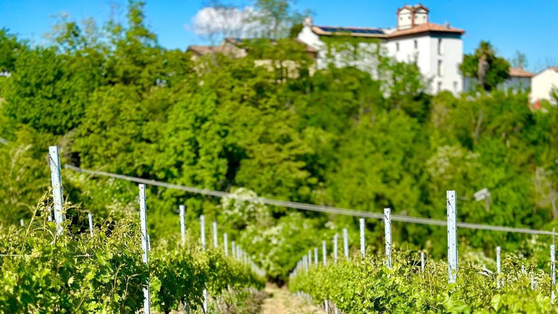The image shows the Clemente Guasti vineyard in the foreground, with trees, a house and a blue sky in the background.