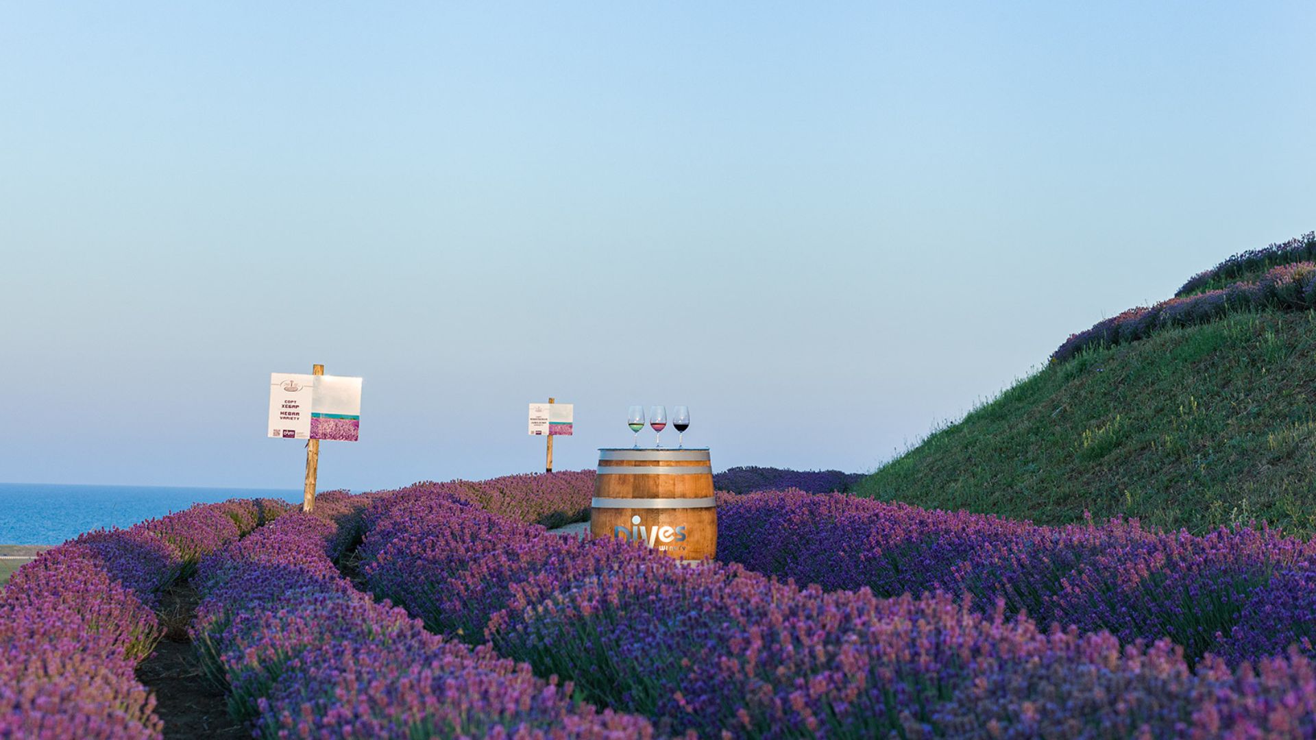 The Dives winery in Pomorie (literally translated, seaside) Bulgaria. It shows a lavender field, in the middle of which sits a wine barrel with three glasses on top of it. The background shows a blue skyline, as well as a blue sea.