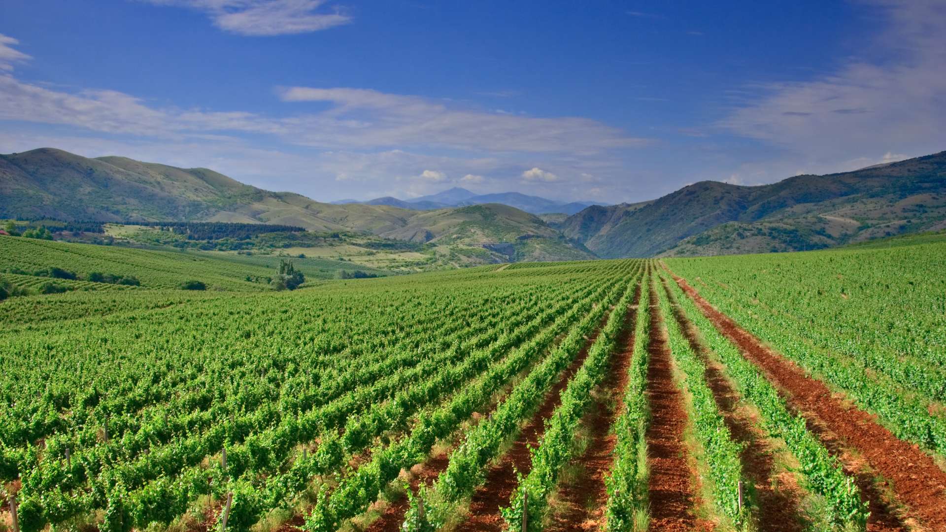 North Macedonia: The Balkan Wine Treasure