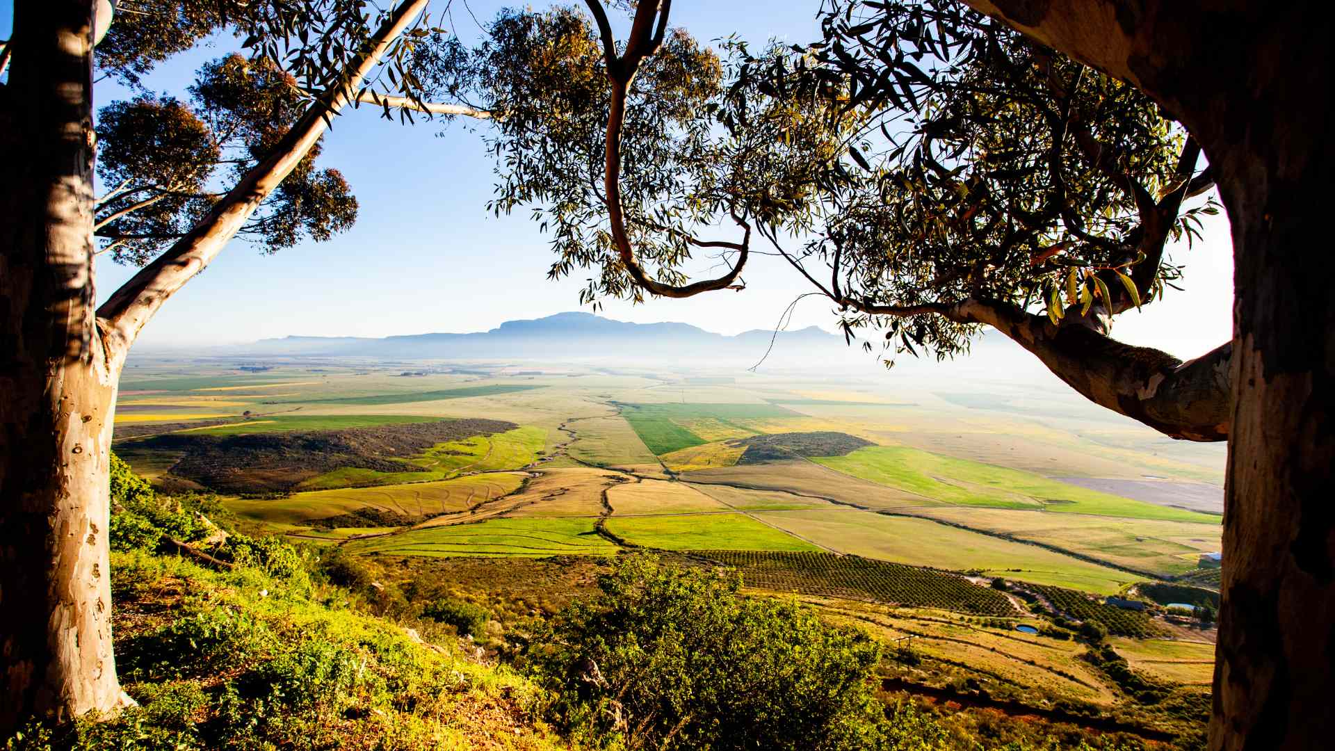 South Africa: The Swartland Region