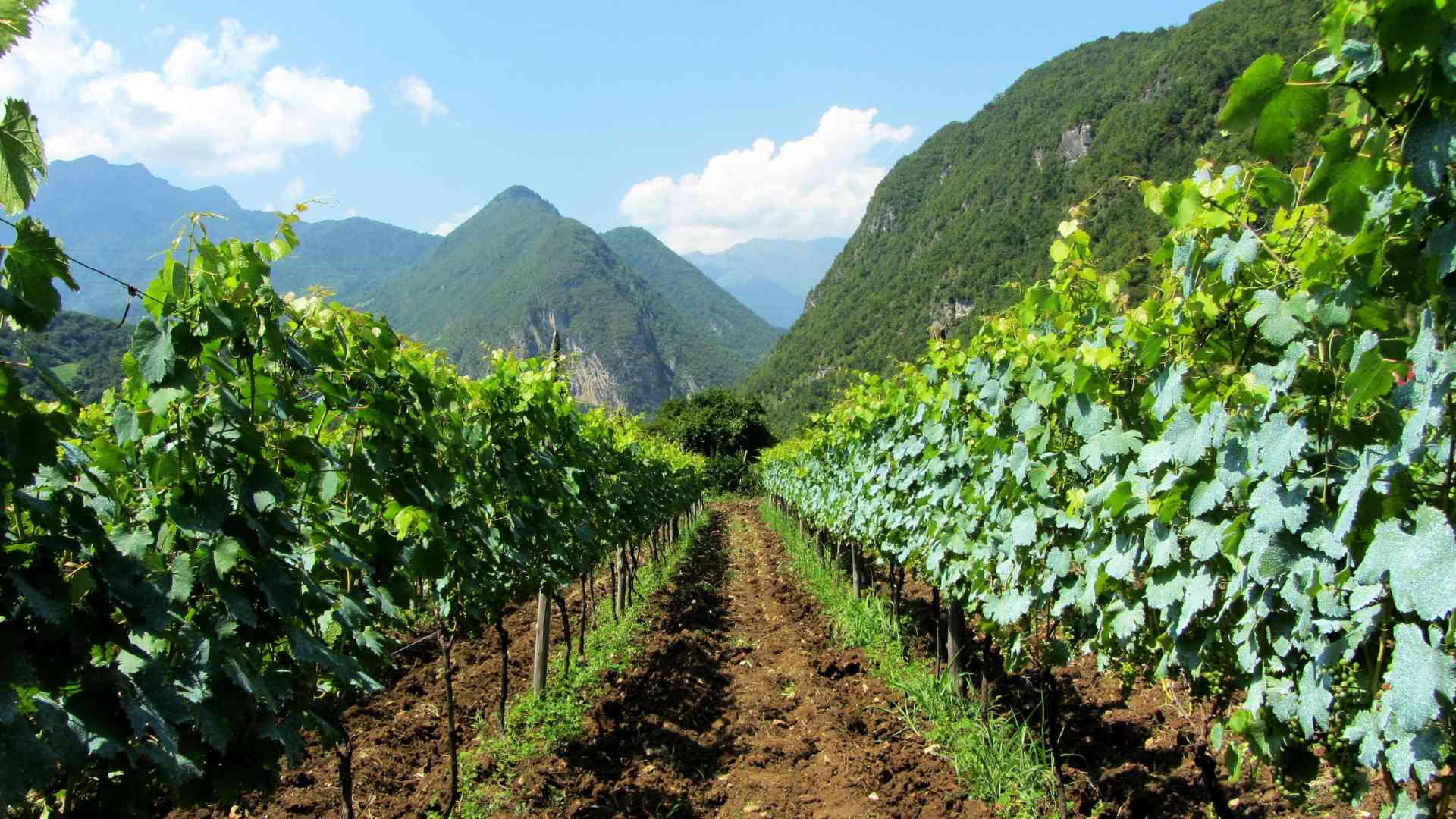 Georgia: The Birthplace of Wine
