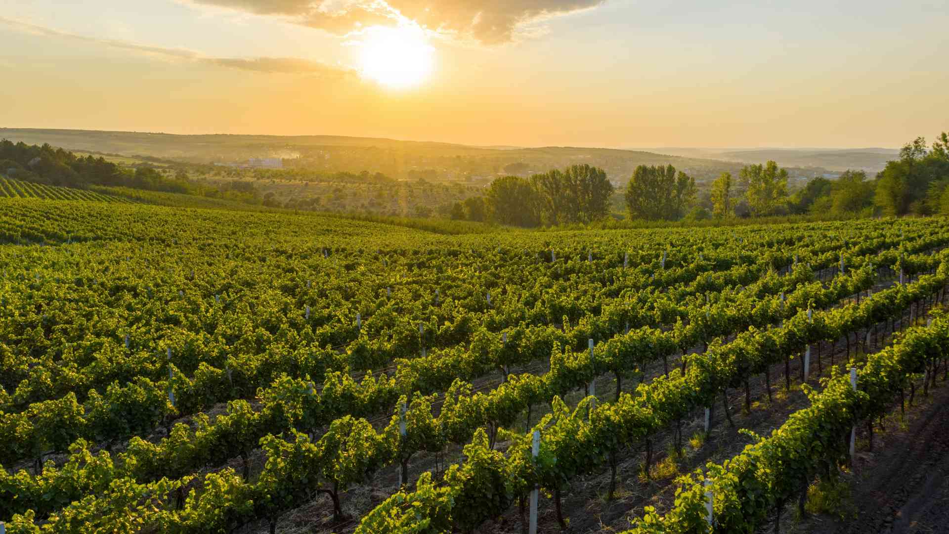 Moldova: A Country with Deep Wine Roots