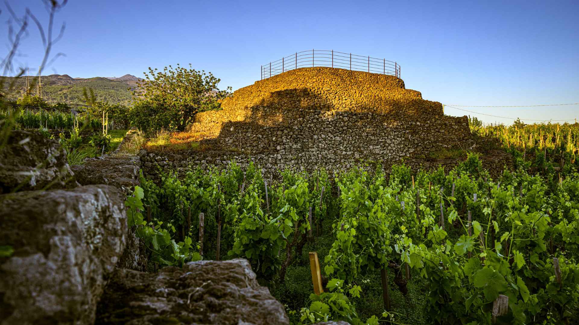 I Custodi delle Vigne dell'Etna I Custodi delle Vigne dell'Etna