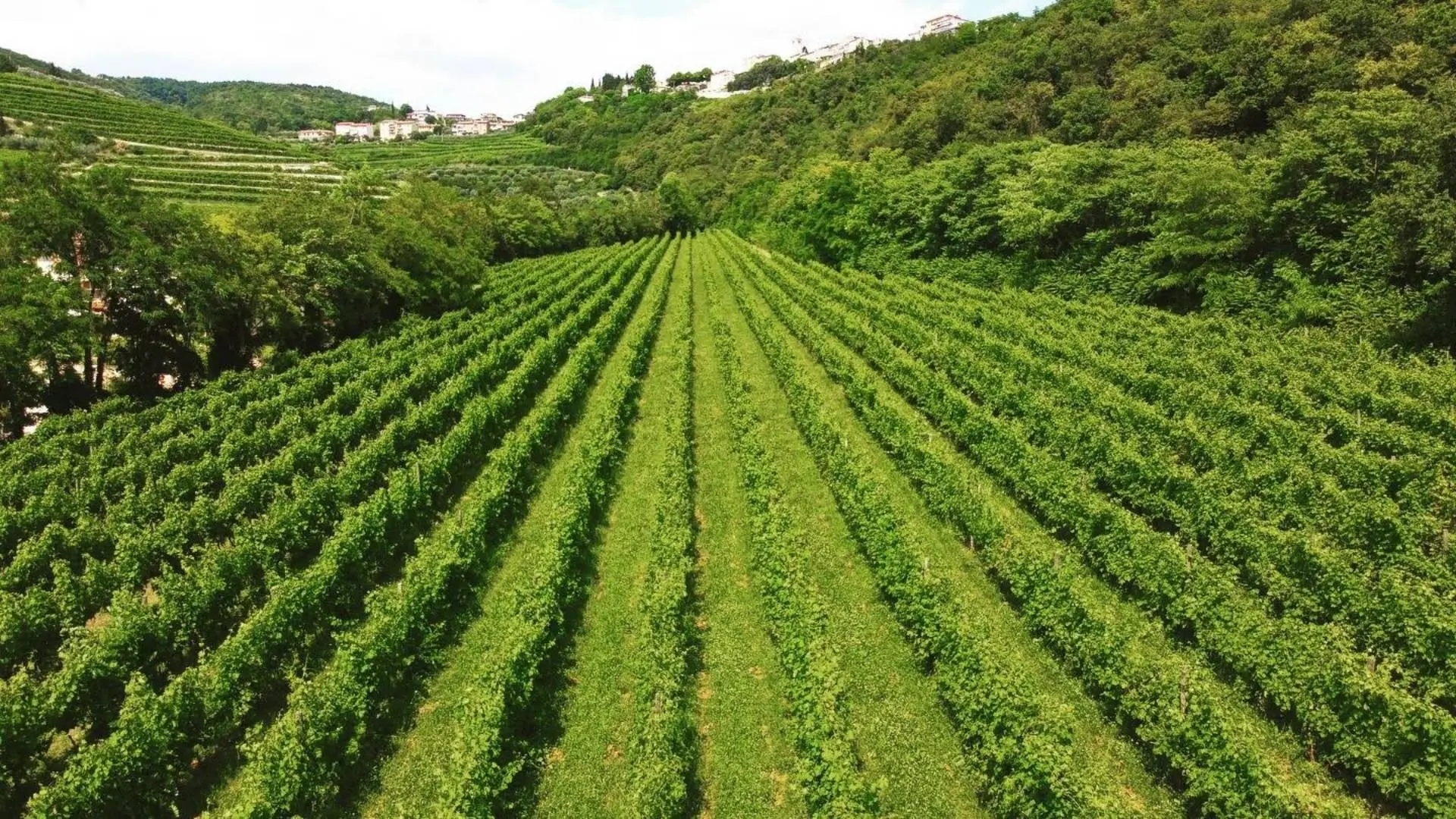 Cantina Meroni