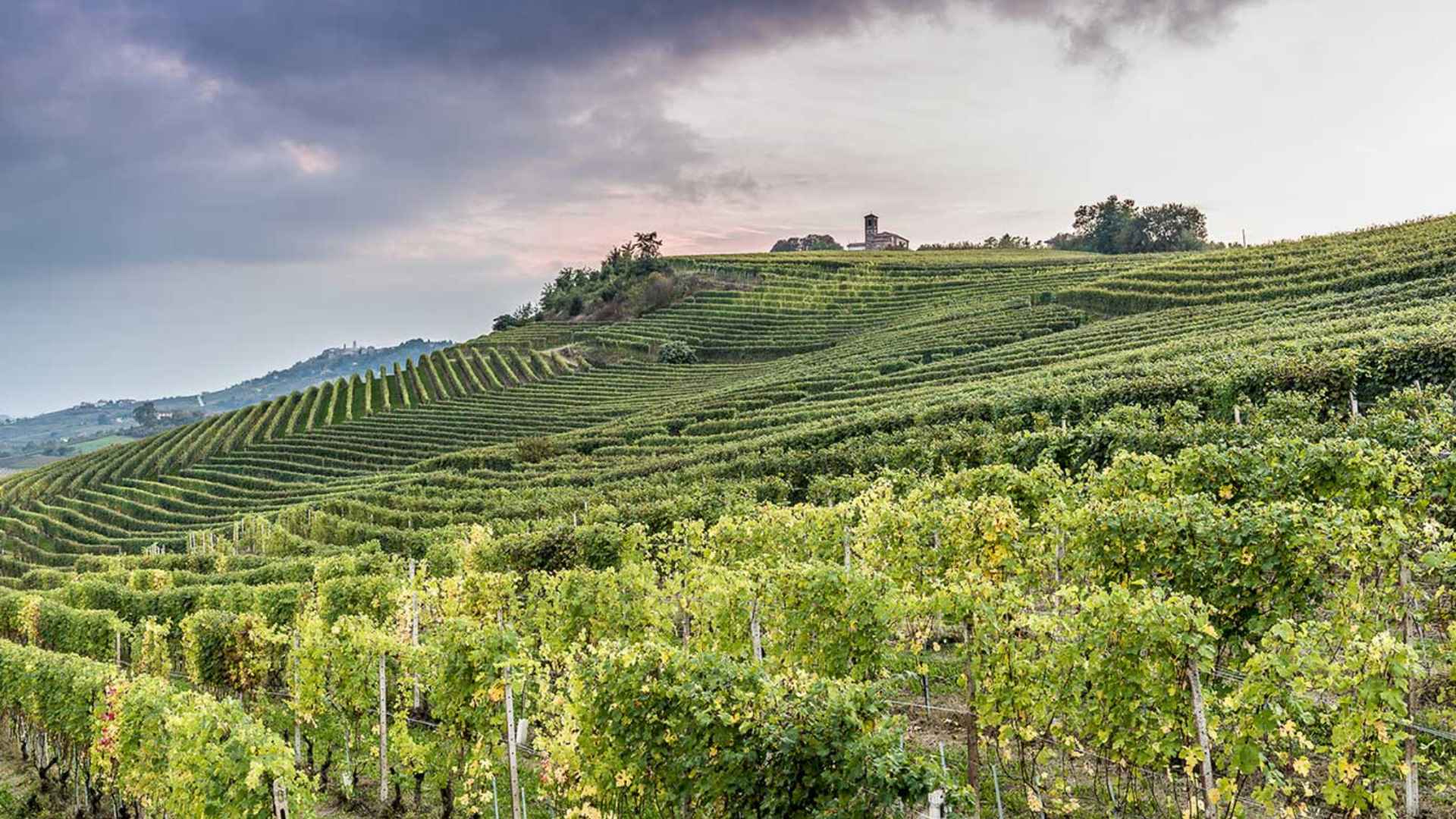 Azienda Agricola Diego Morra