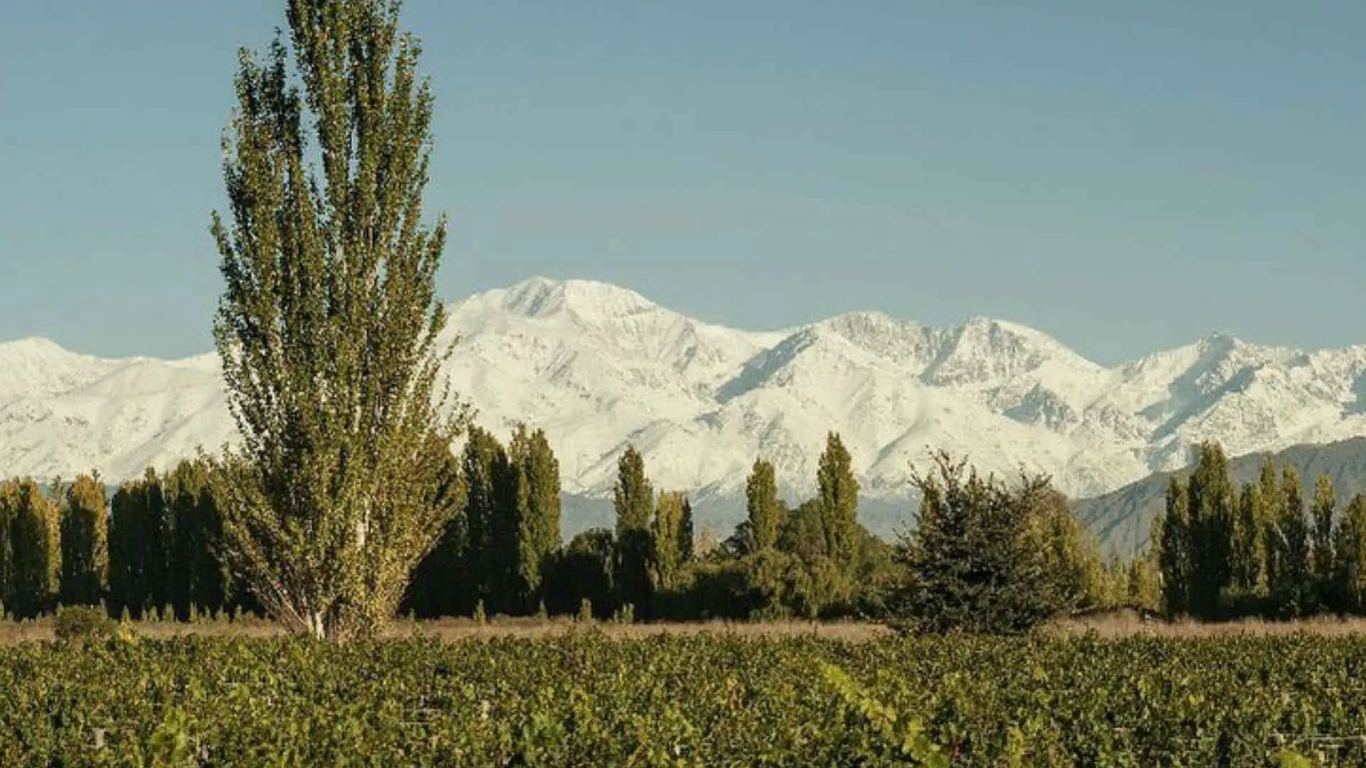 Martino Wines Andes