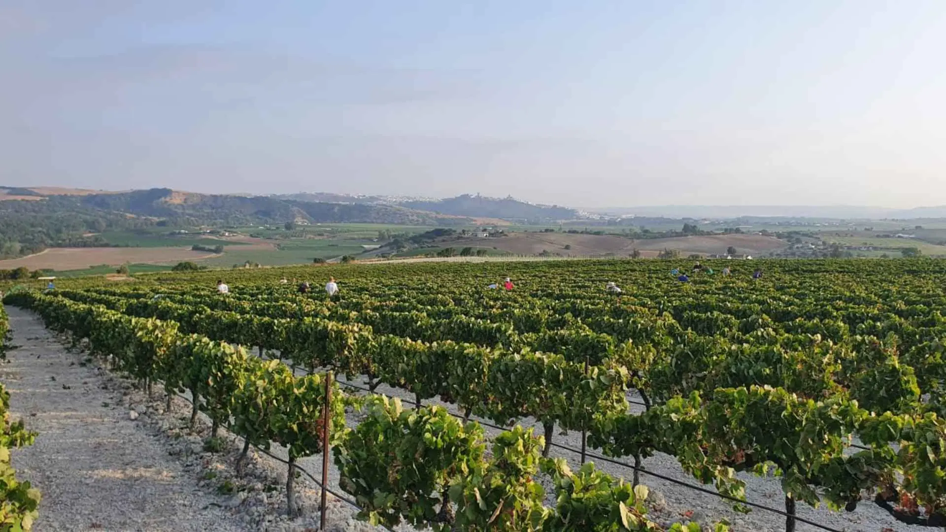 Bodegas Páez Morilla