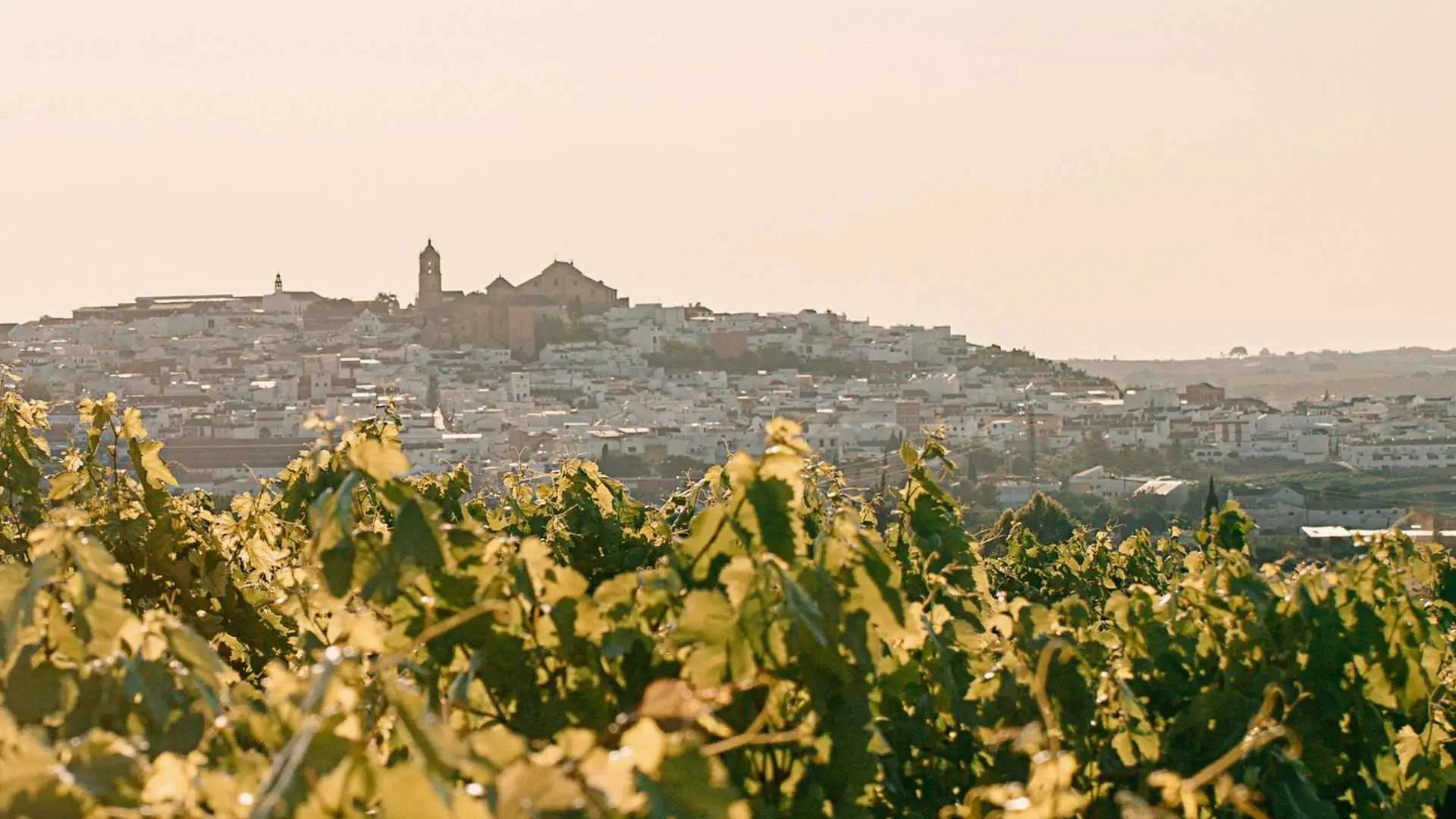 Spain, Andalusia, Bodegas Toro Albala