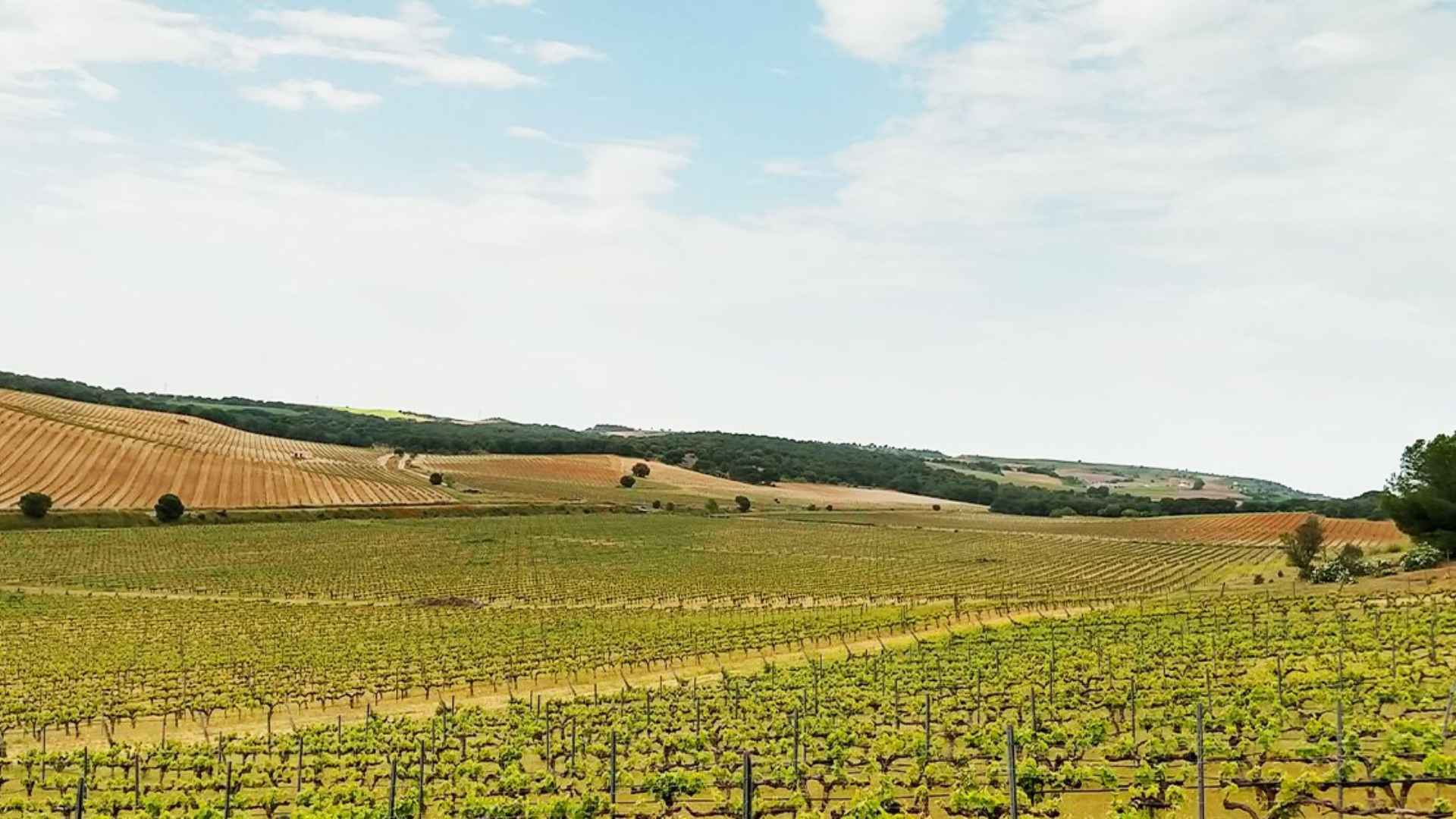 Palacio de Villachica vineyards, stretching forever. The skyline is blue but overcast.