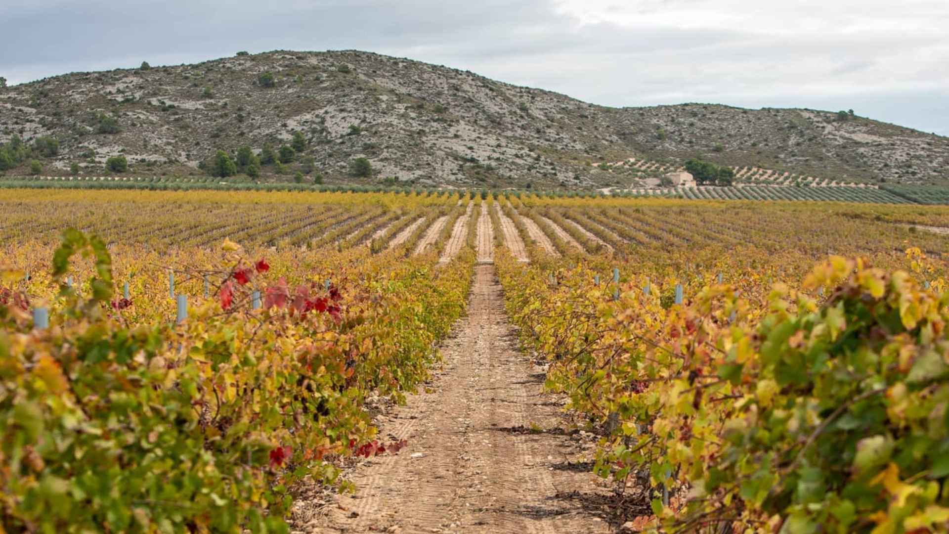Bodegas Francisco Gómez