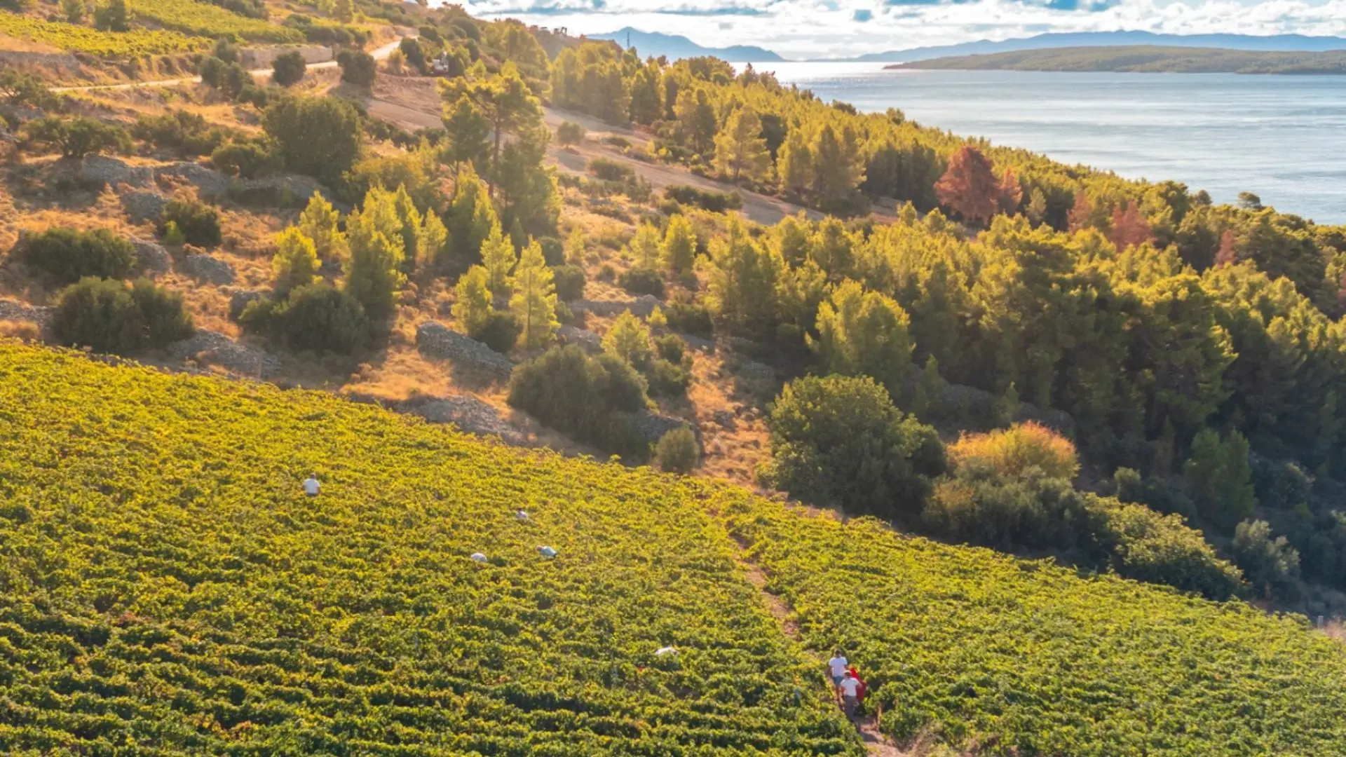 Caric vineyards