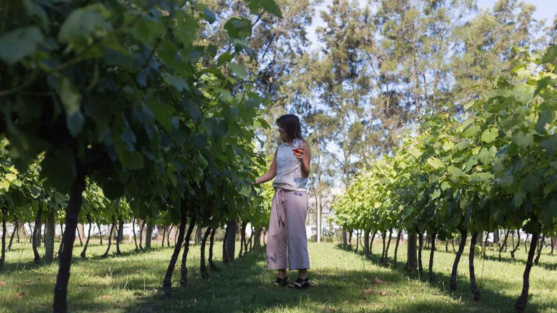  Bodegas Carrau