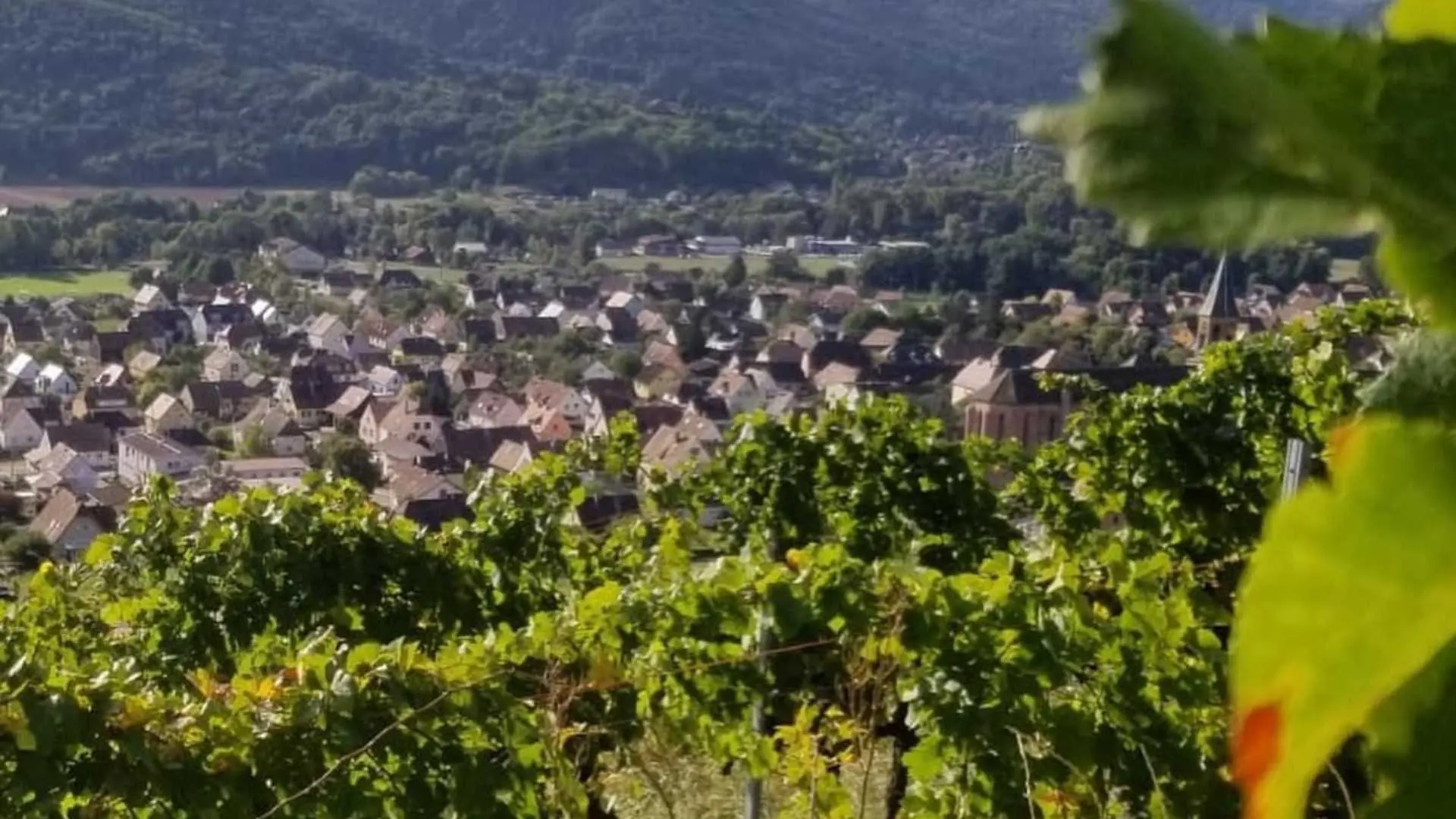 Domaine Schoenheitz Domaine Schoenheitz