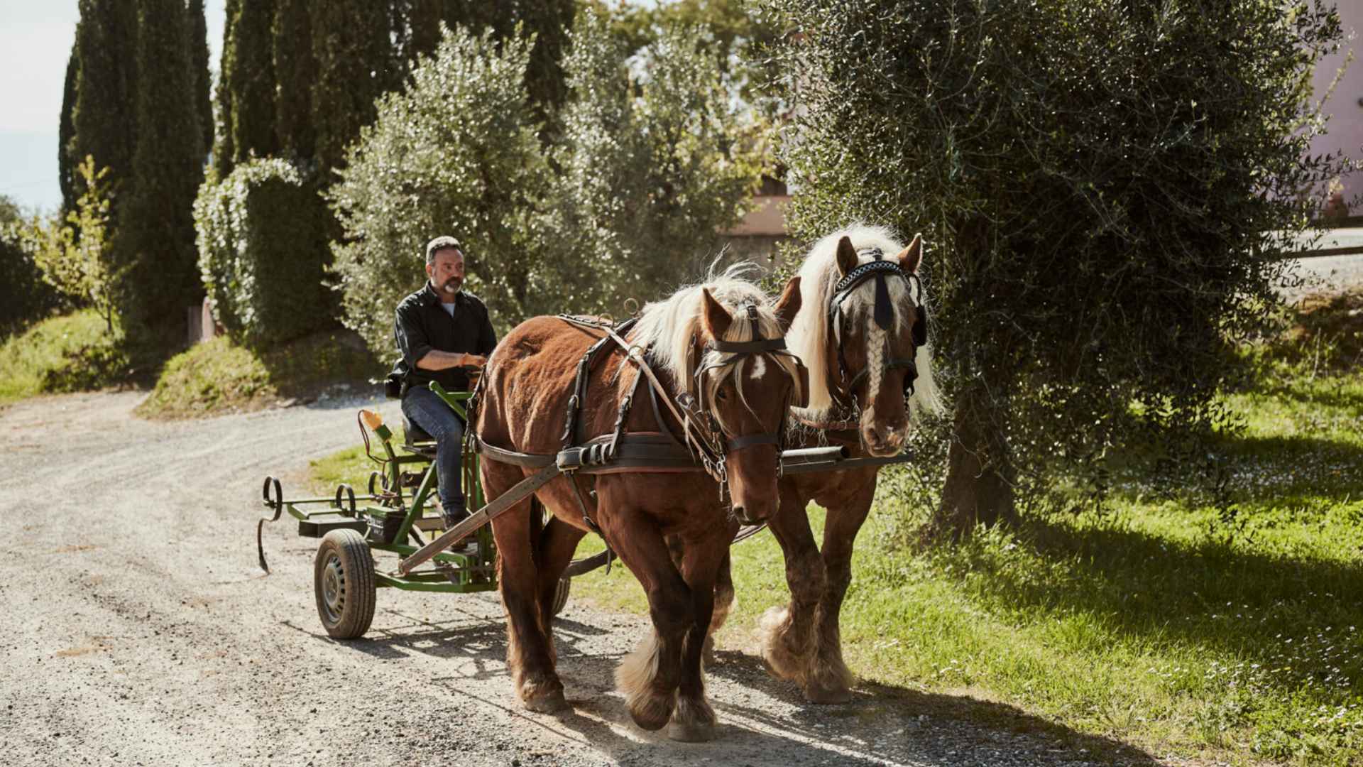 A man sitting on a plow, being driven by horses, in the Gli Archi winery.
