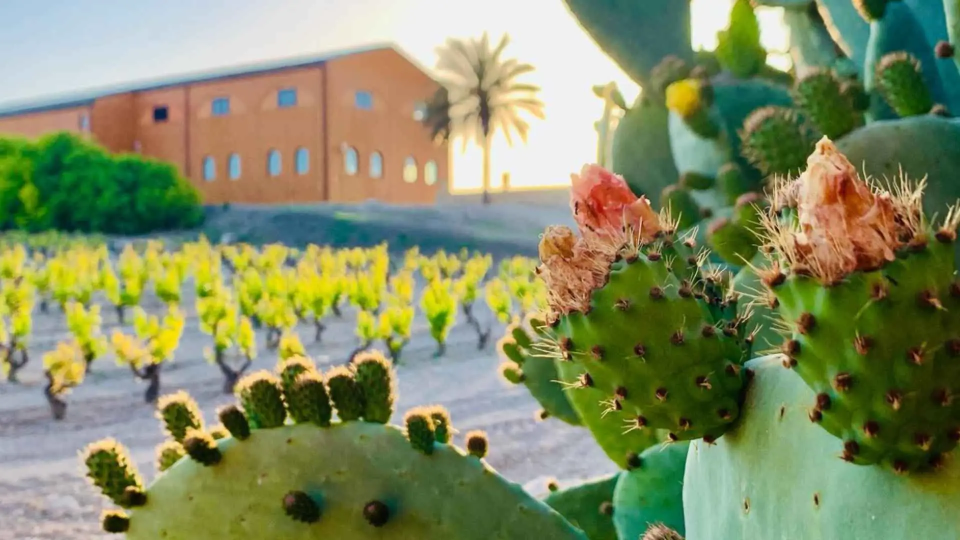 A closeup of a cactus which is in focus. The rest of the winery and vineyard is in the background, blurred.