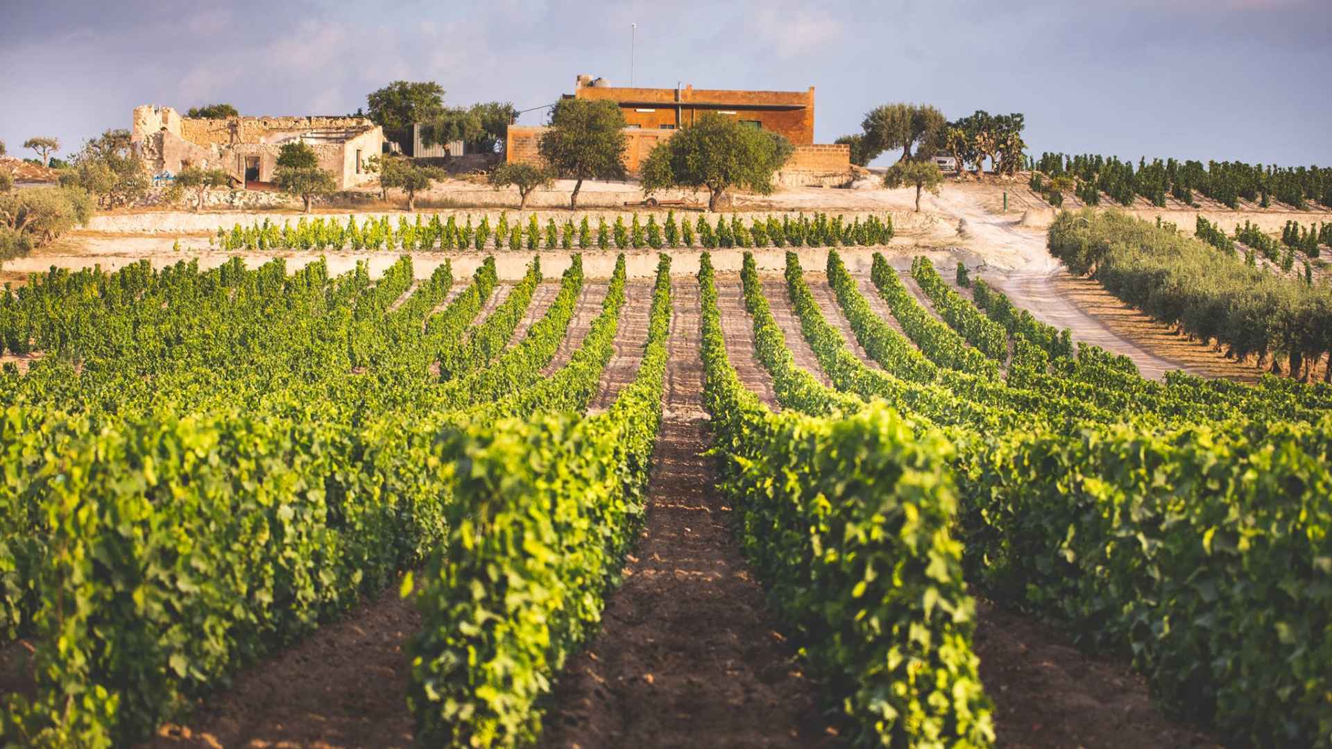The image shows the vineyard and winery building of the Feudo Maccari winery.