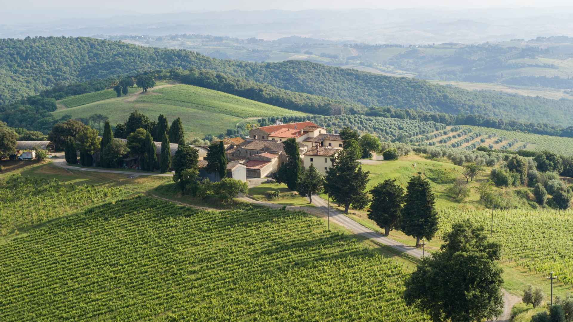 The image shows the vineyard and winery building of the Fattoria La Torre winery. The sun is low and the shadows long.