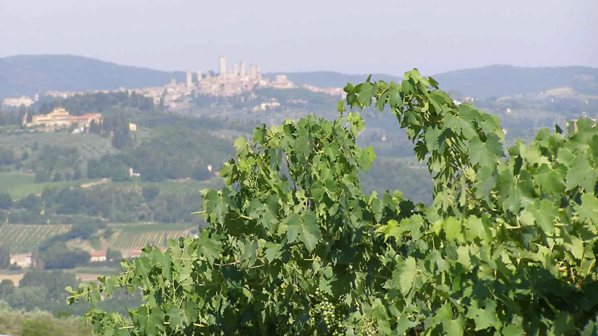 The photo shows the vineyards and surrounding sights of the Fattoria Di Montemorli winery.