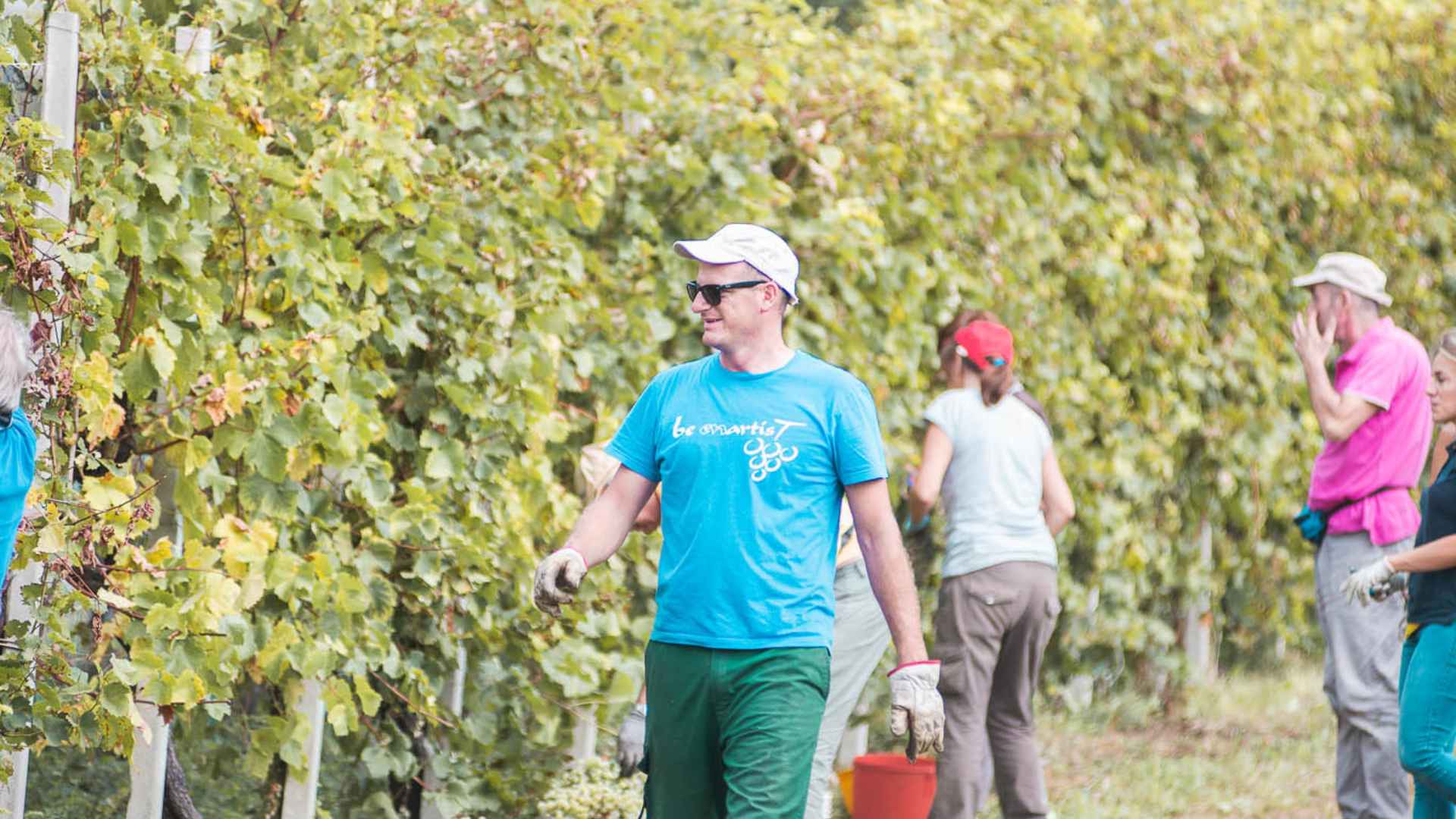 Azienda Agricola Rivaluce workers picking grapes in the vineyard.