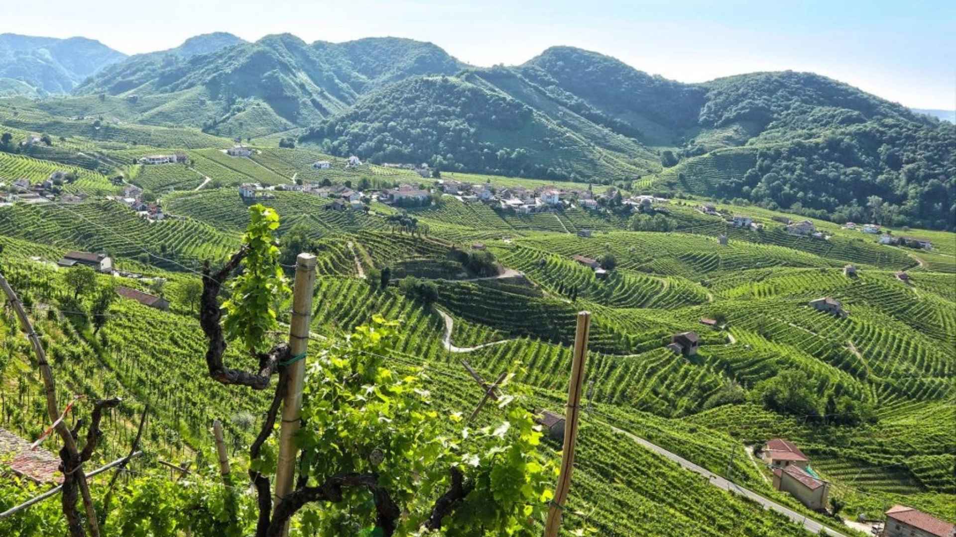 Italy, Veneto, Rivaluce Winery Italy, Veneto, Rivaluce Winery
