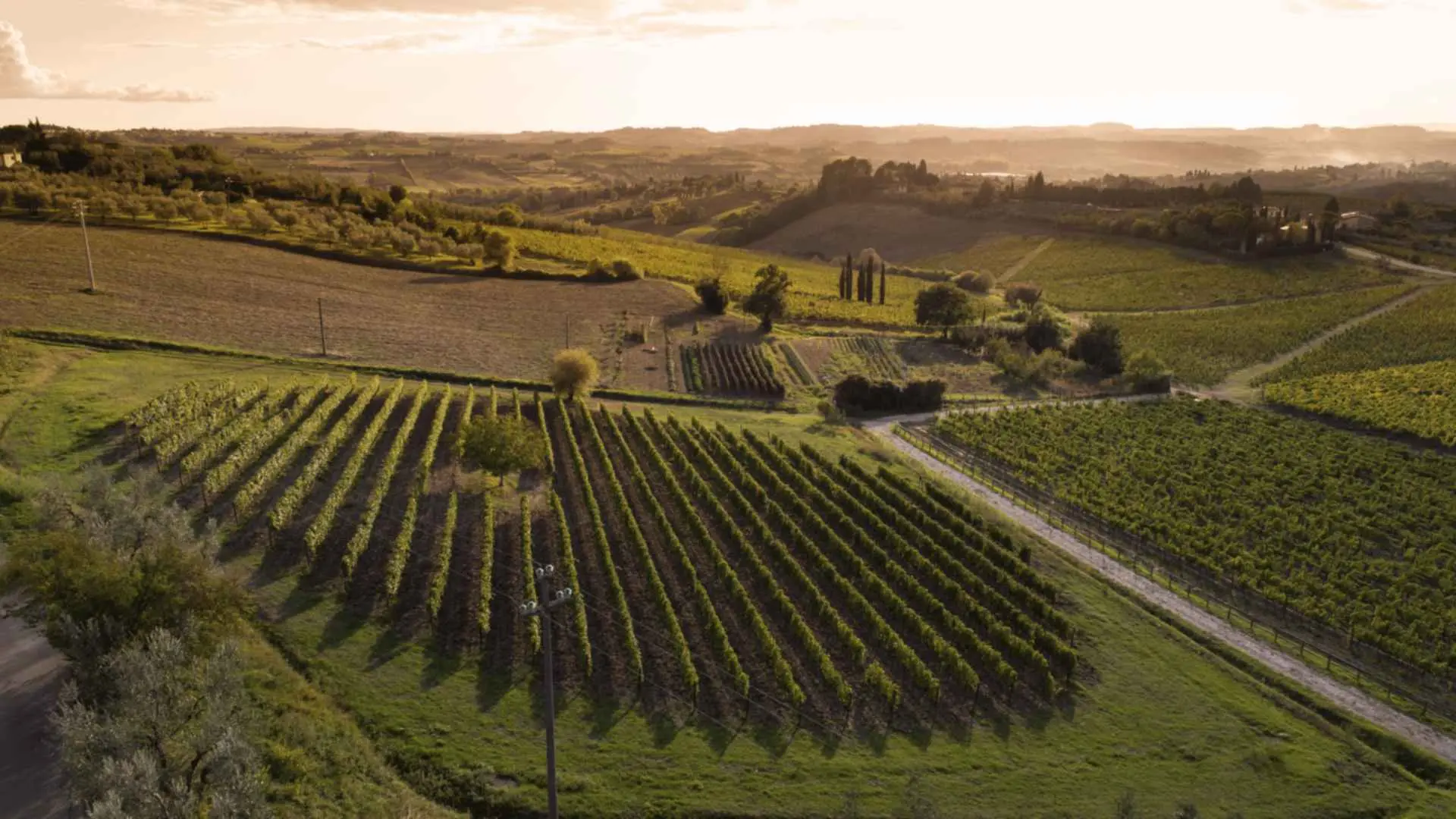 You can see a couple of vineyards at the Fattoria San Michele a Torri. The photo was taken during a sunset.