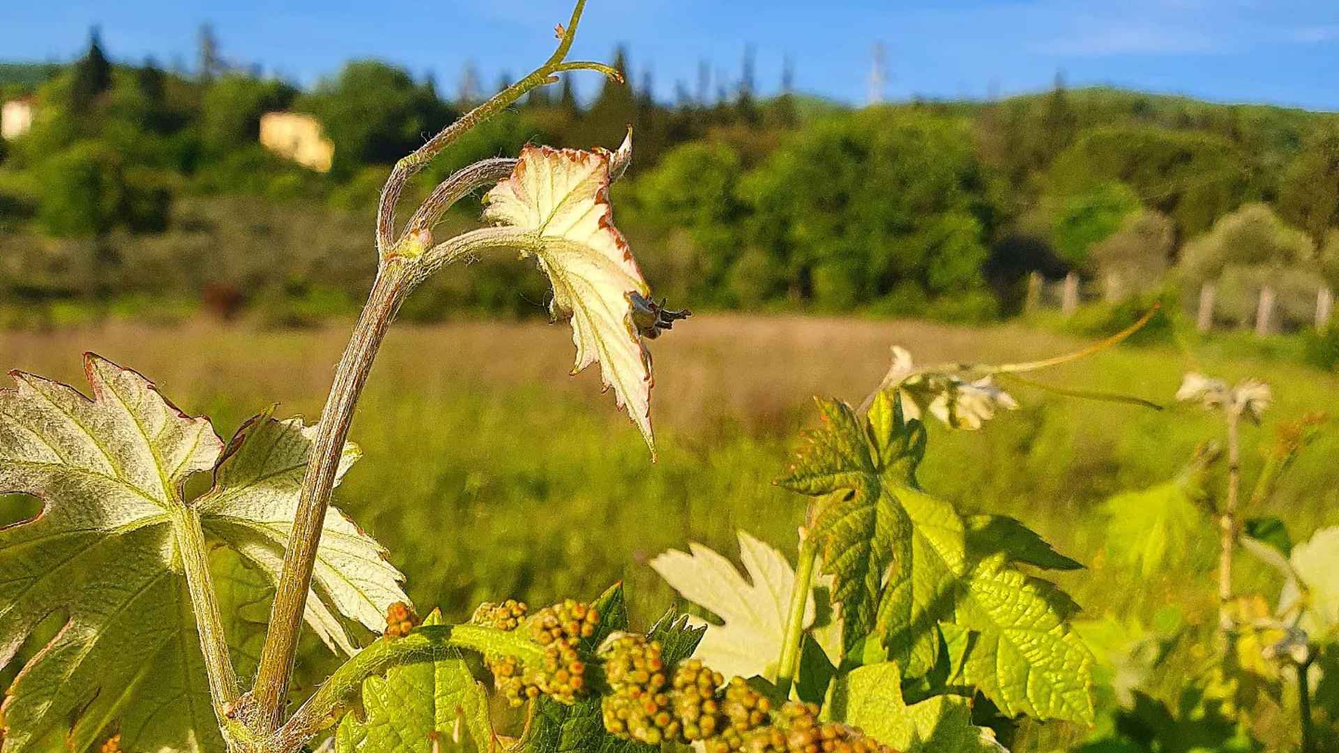 A vineyard is in front of the image, in focus. It shows a white grape vine. The back of the image is blurred, but a forest can be seen, and a blue skyline.