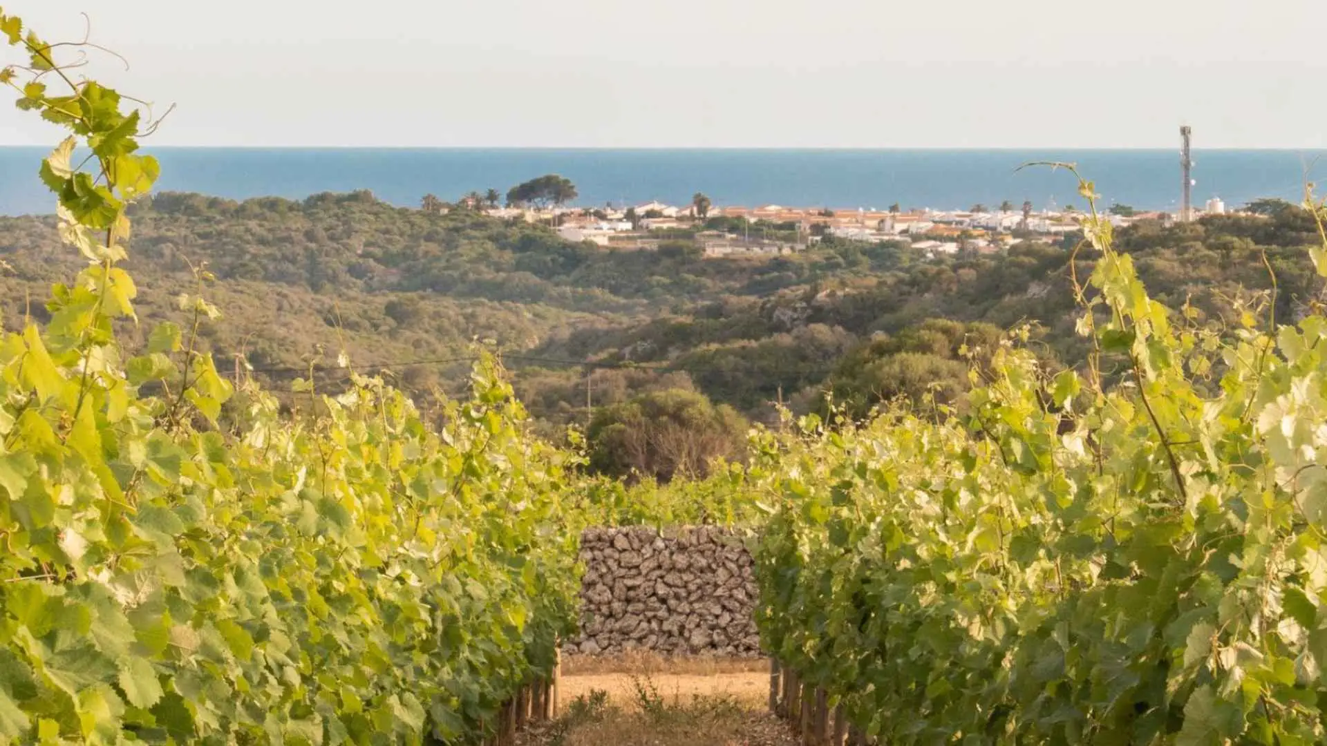 The image shows a vineyard in front and there are trees and a small town in the back. The back part of the image also shows the sea as well as an overcast skyline, all at the Bodega Torralbenc winery.