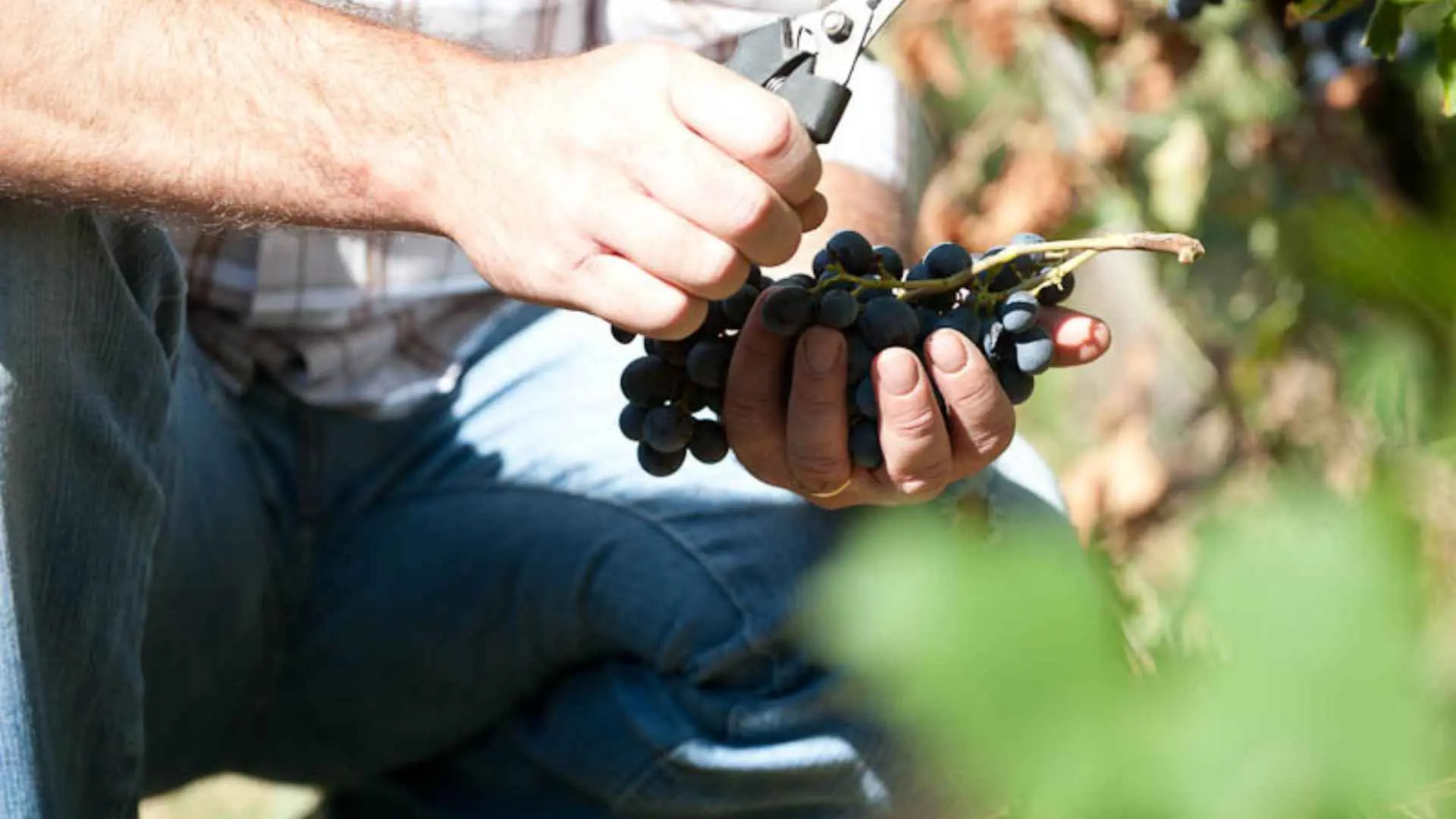 Corte Archi winery worker, holding a gardening tool and grapes. 