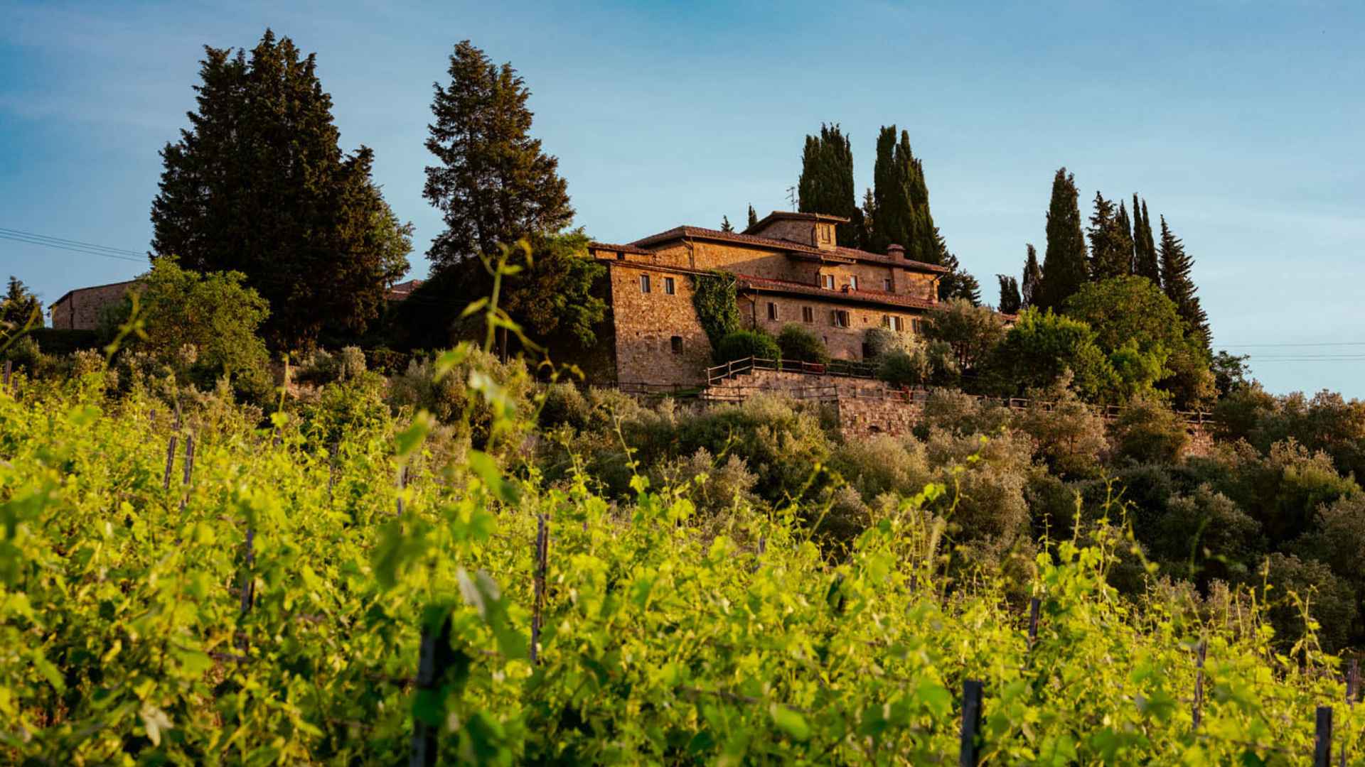 Quercia al Poggio winery building can be seen in the back. The front of the image hosts the vineyard, out of focus. The time of day is the afternoon and the sky is blue.