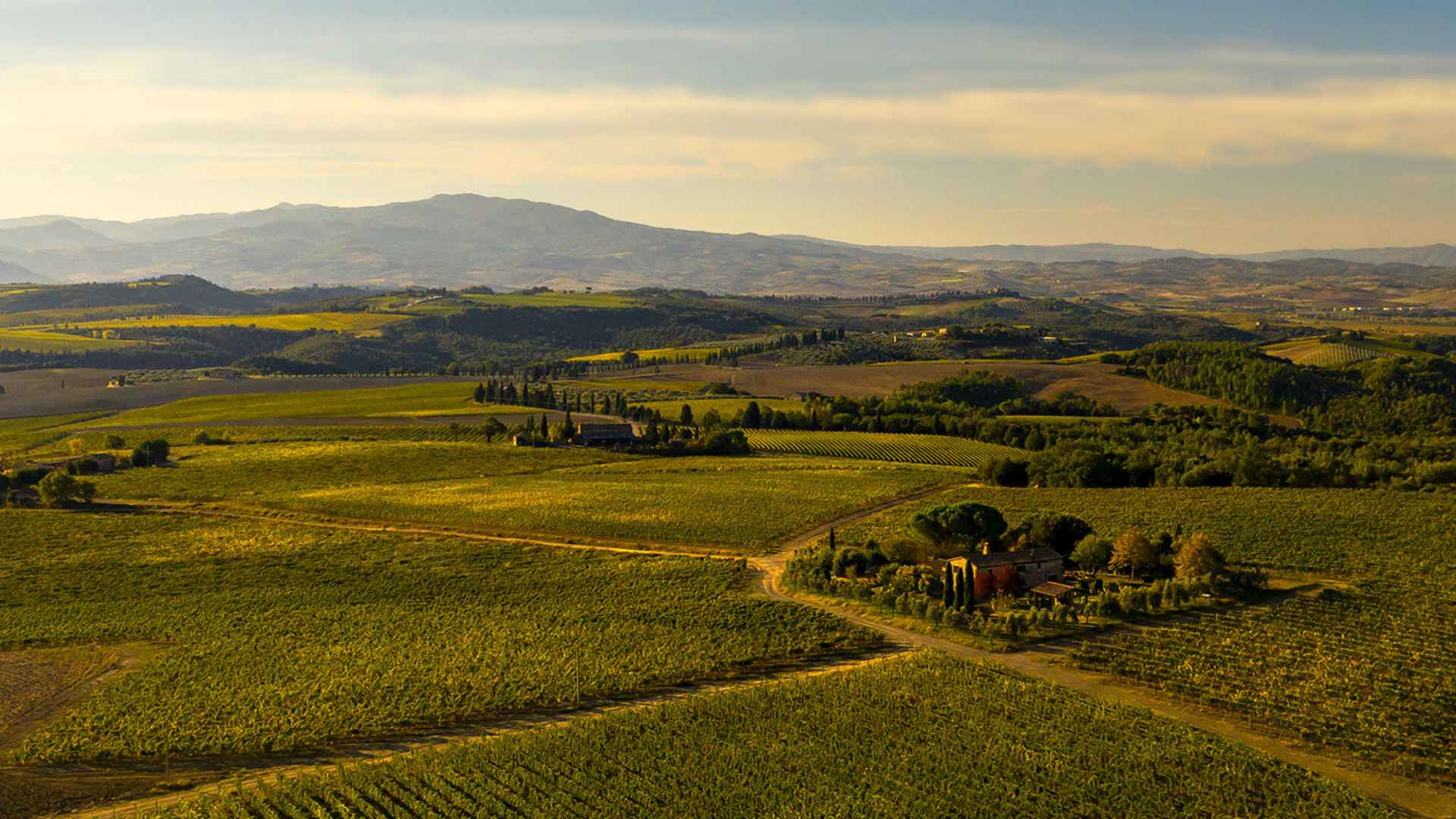The many vineyards of the Camigliano winery in Montalcino, Tuscany.