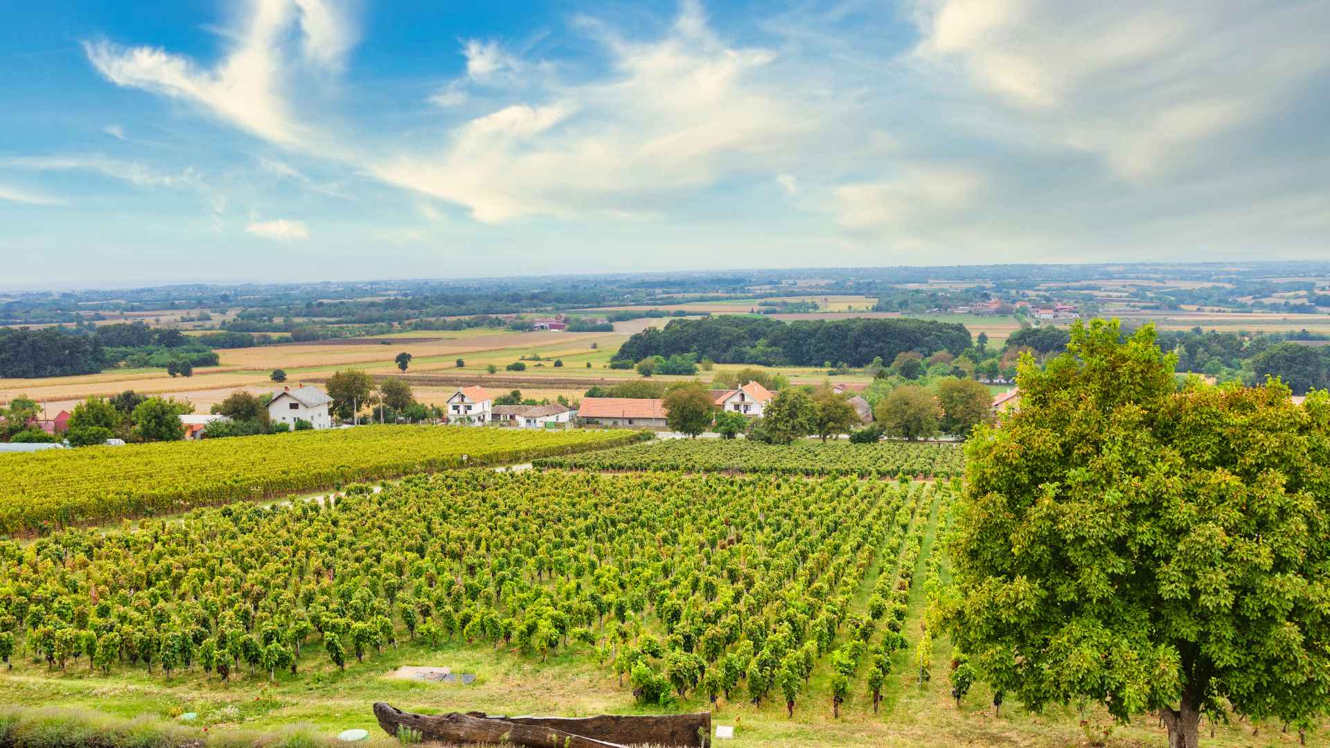Despotika Winery vineyards, overlooking a beatiful field of trees and vineyards. The sky is overcast.