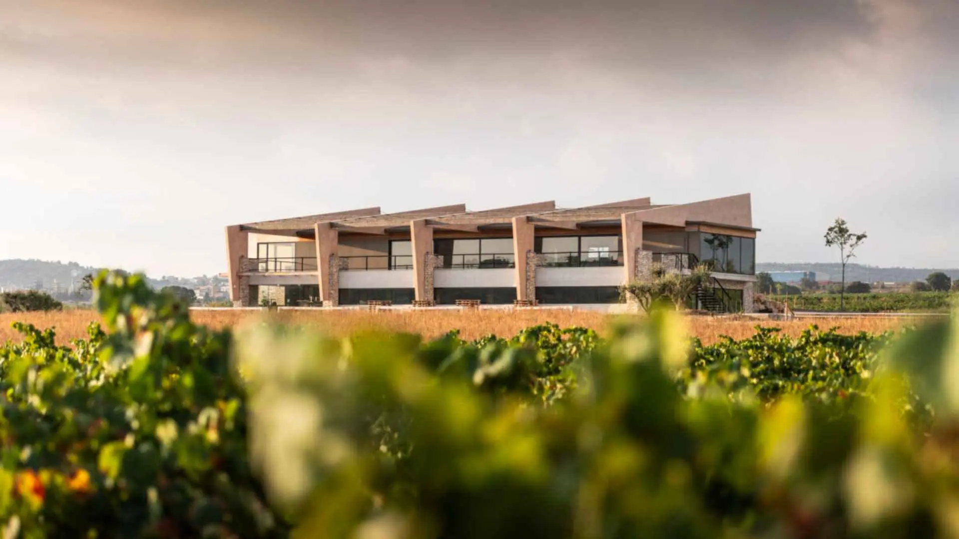AT Roca winery can be seen in the back, behind it an overcast skyline. In front of the image, we can see grape leaves, as well as yellow grass.