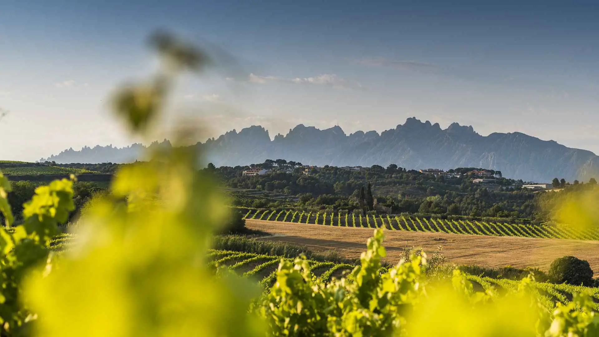 AT Roca vineyards can be seen in front of the image. The back part of the image shows jagged mountains and a blue skyline.