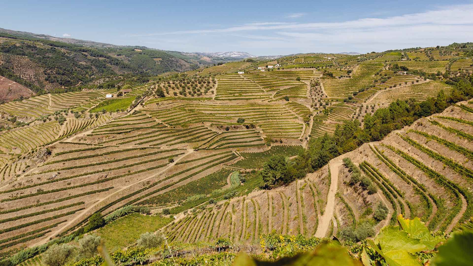 Quinta Da Pedra Alta vineyards at the iconic Douro Valley in Portugal. The image shows a hillside full of vineyards.