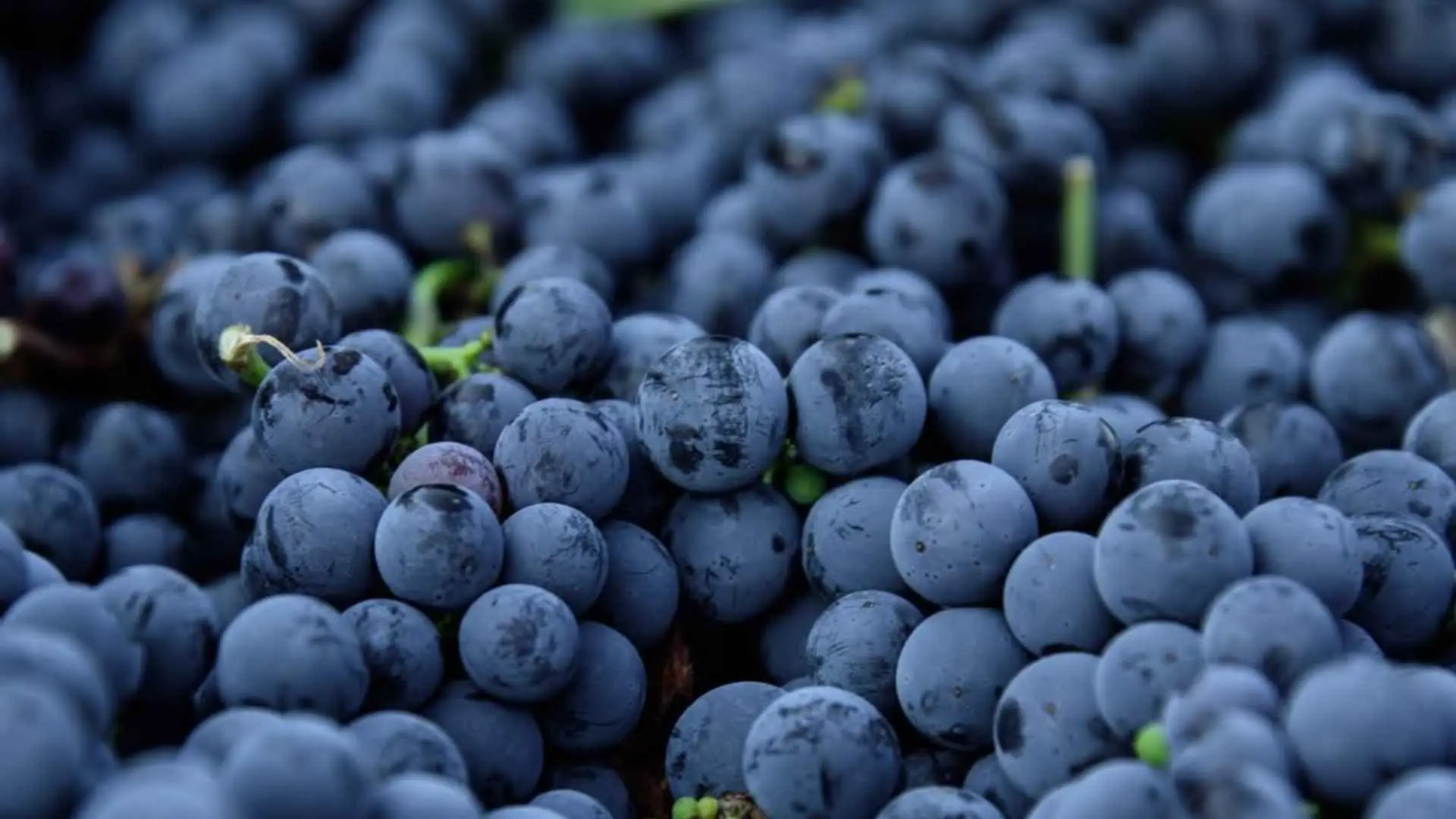 Black grapes at the 100 Women Winery.