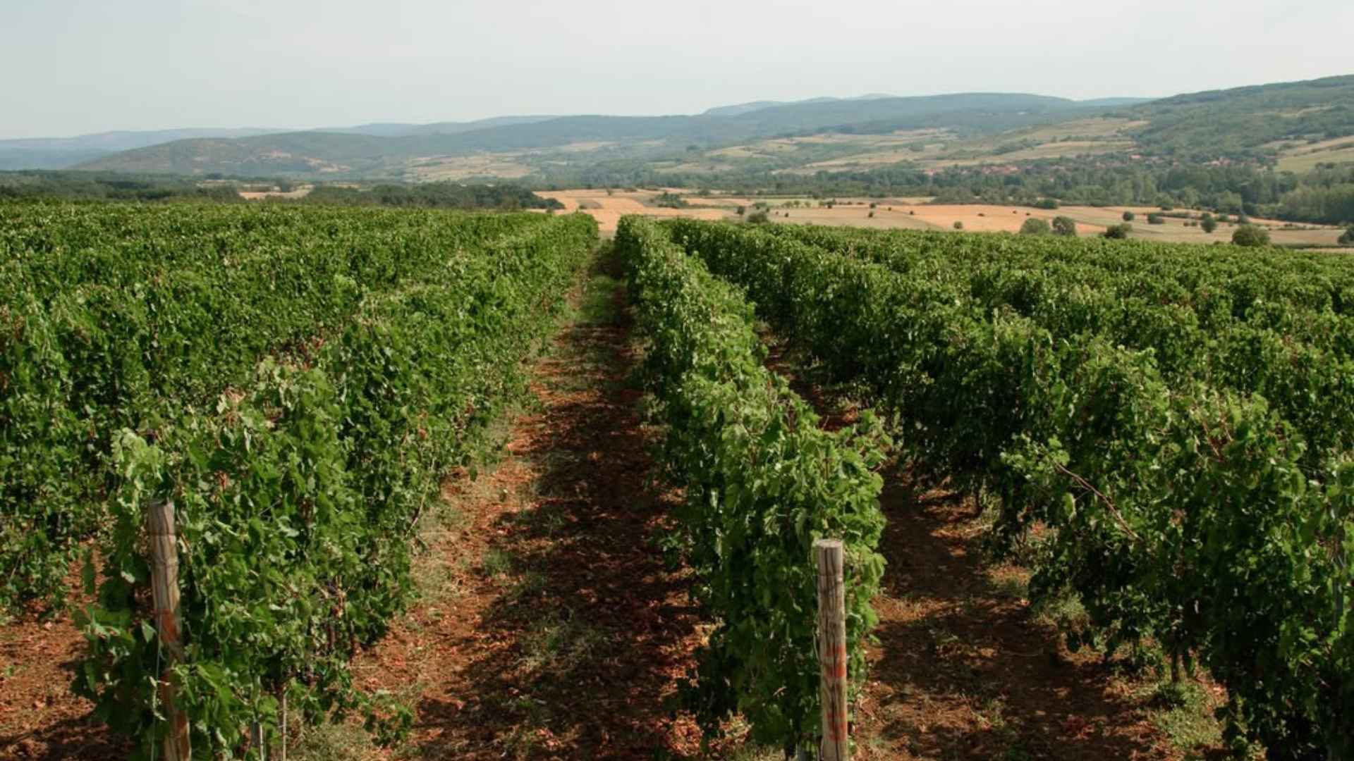 A vineyard of the 100 Women Winery, an international project in Vele Polje, near the city of Nis, Serbia. The image shows a vineyard with an overcast sky in the background.