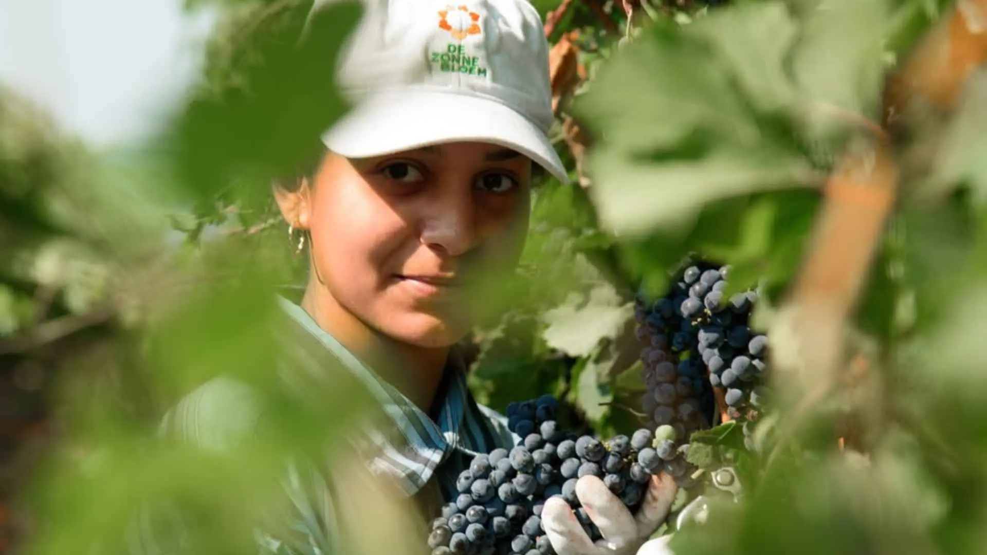 100 Women Winery 100 Women Winery