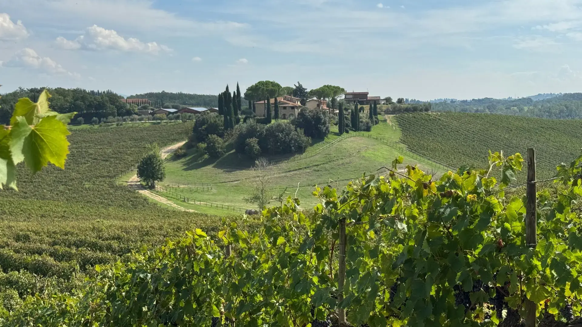 The iamge shows vineyards surrounding the Momoramia winery. The foreground of the image has close up of grape leaves, while the background shows the house, rest of the vineyards and a blue skyline.