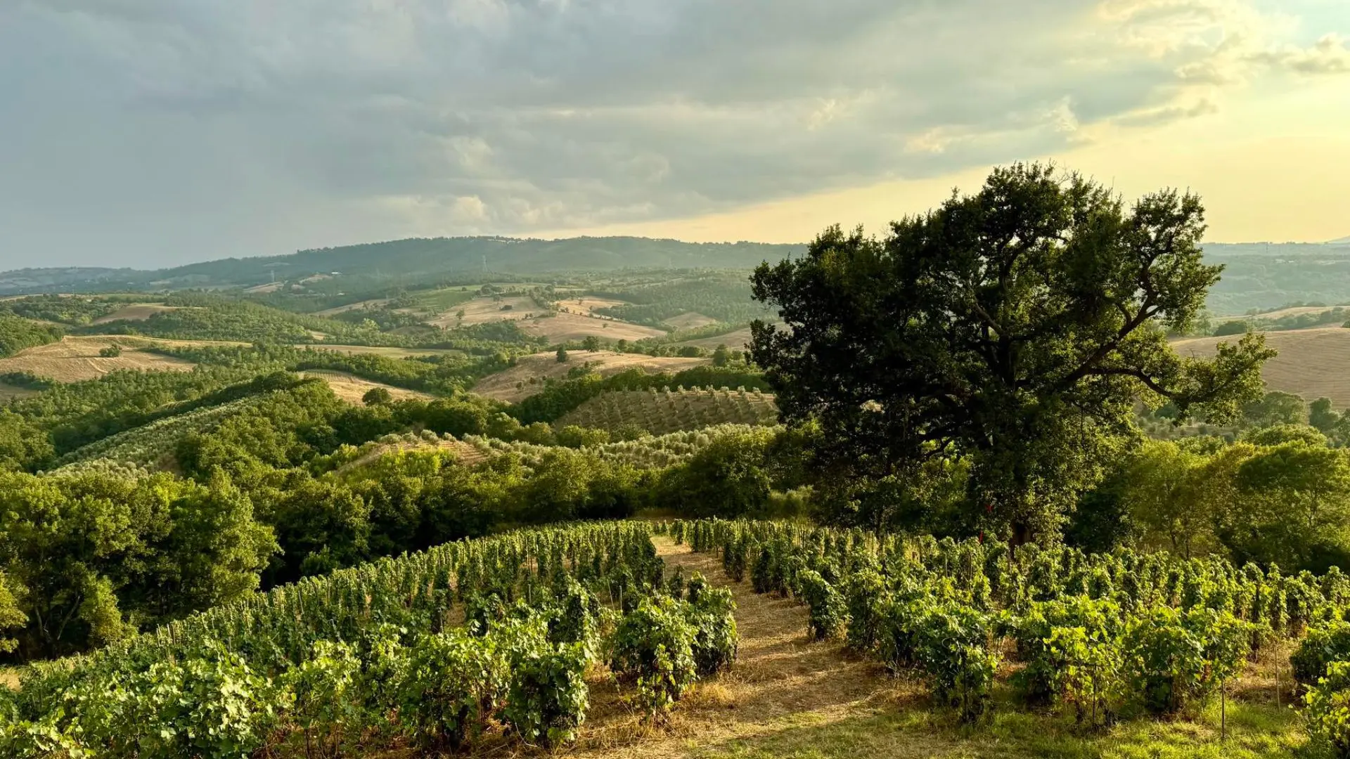 The image shows the Fattoria la Maliosa vineyards, stretching into the distance. The sky is blue, but also sunset-colored.
