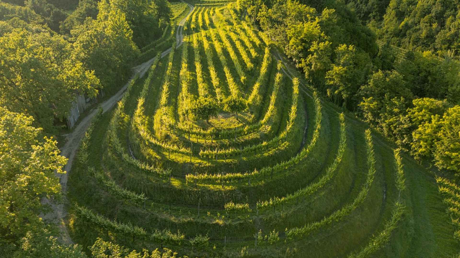 A beautiful Le Manzane vineyard and a winding road, taken during a sunset.
