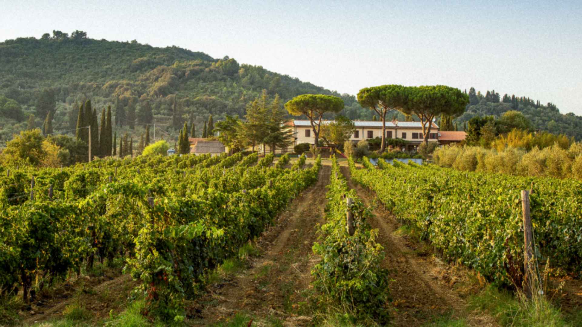 Tenuta Bulichella