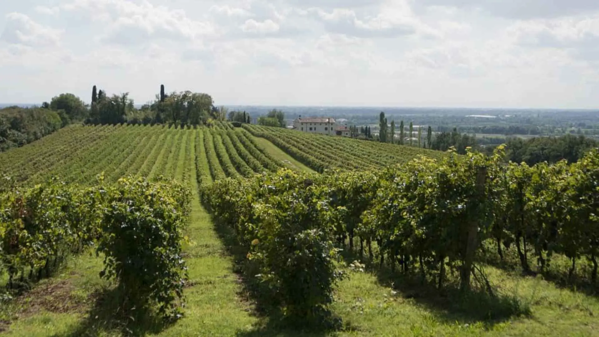 Musella Winery