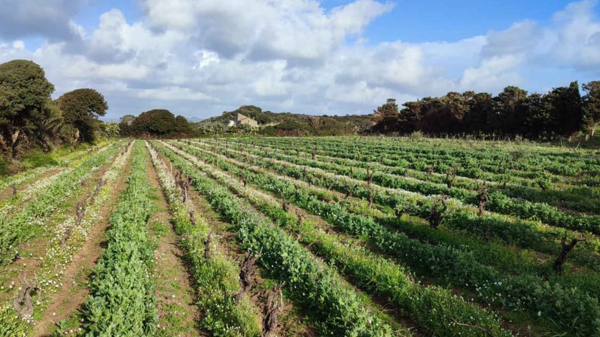 Tenuta La Sabbiosa