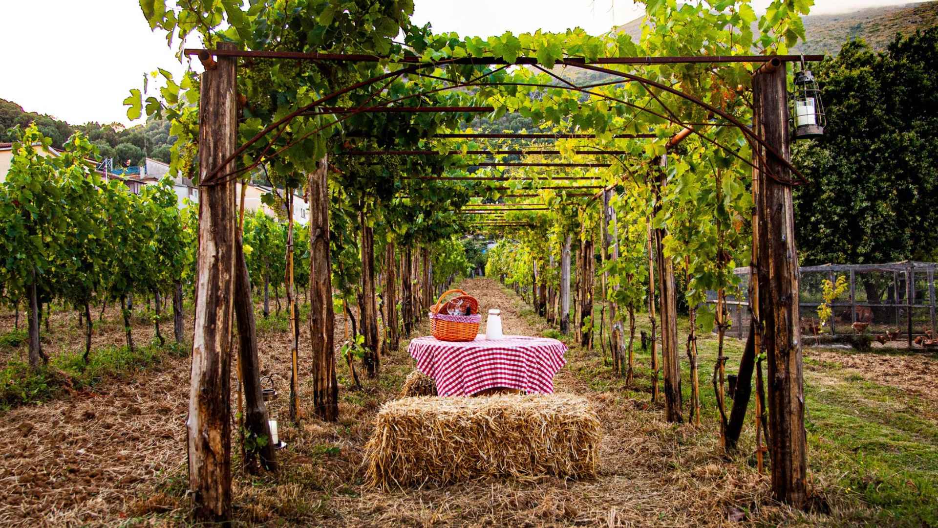 Vini Donna Clara