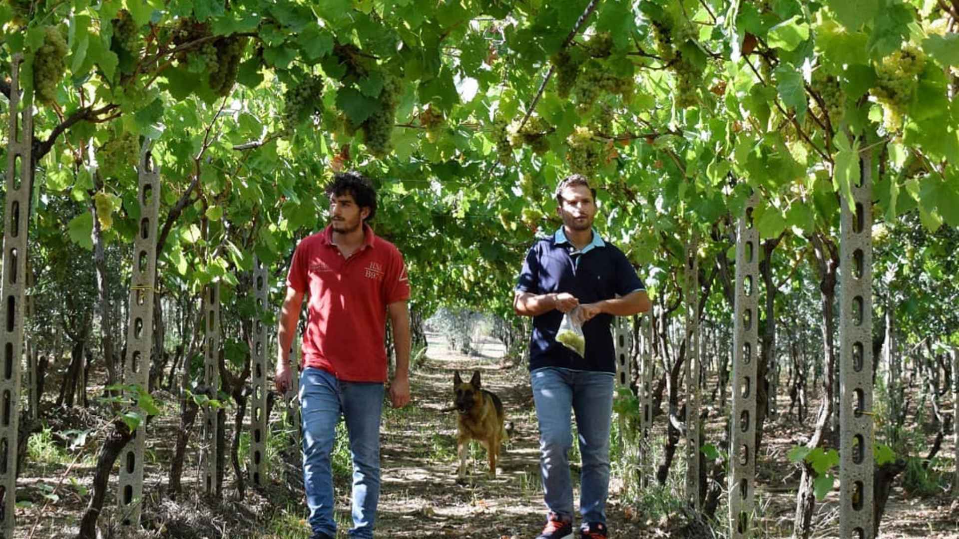 Sacco Vignaioli Apuli