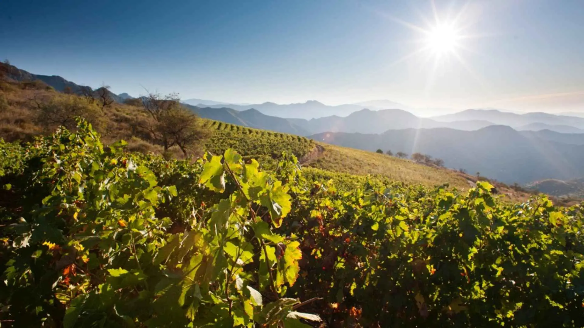 Bodegas Calvente