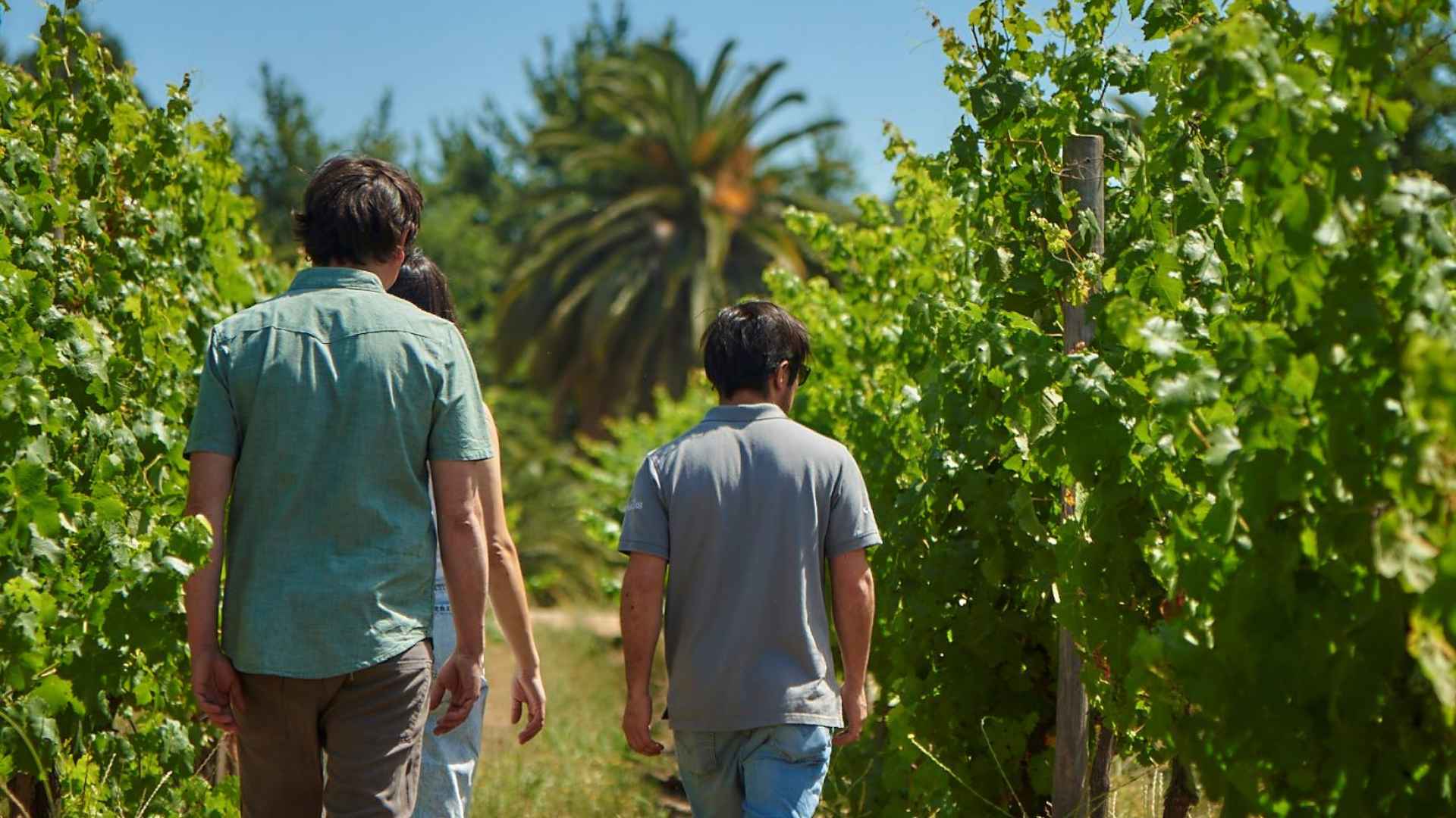 Maquis Wines