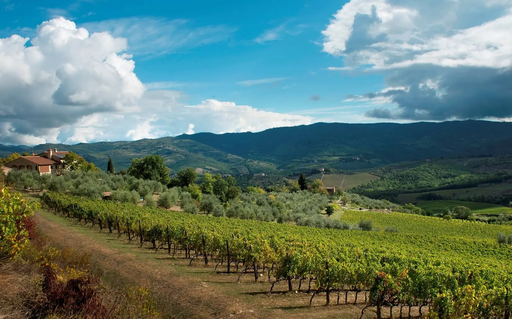 Cinciole vineyards